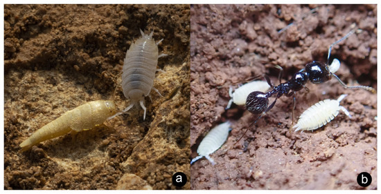 The Intranidal Myrmecophiles of the Maltese Islands with Notes on 