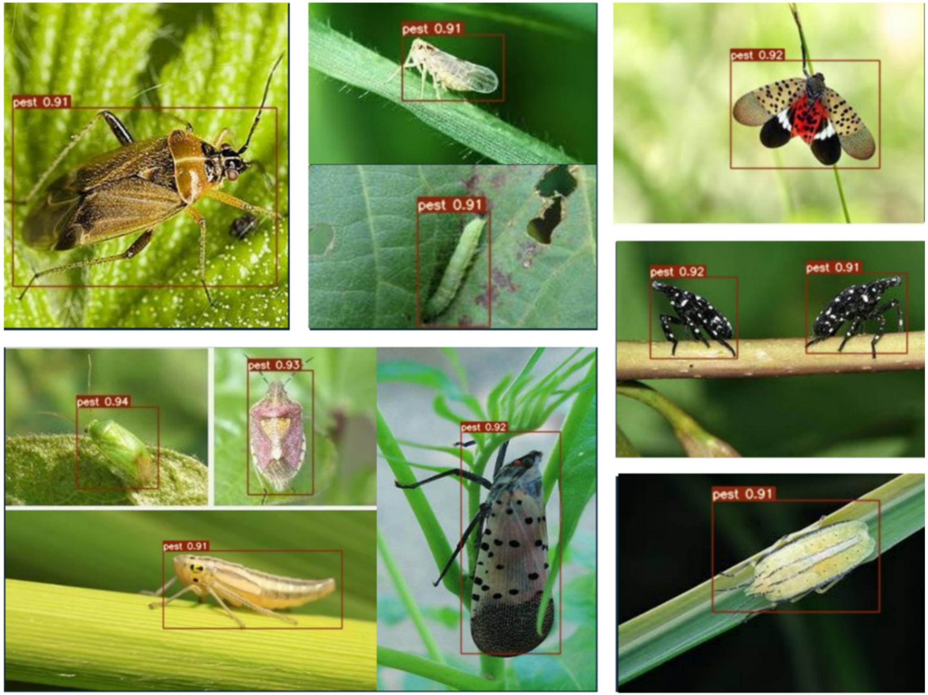 Insects 14 00054 g011 Insects 14 00054 g011