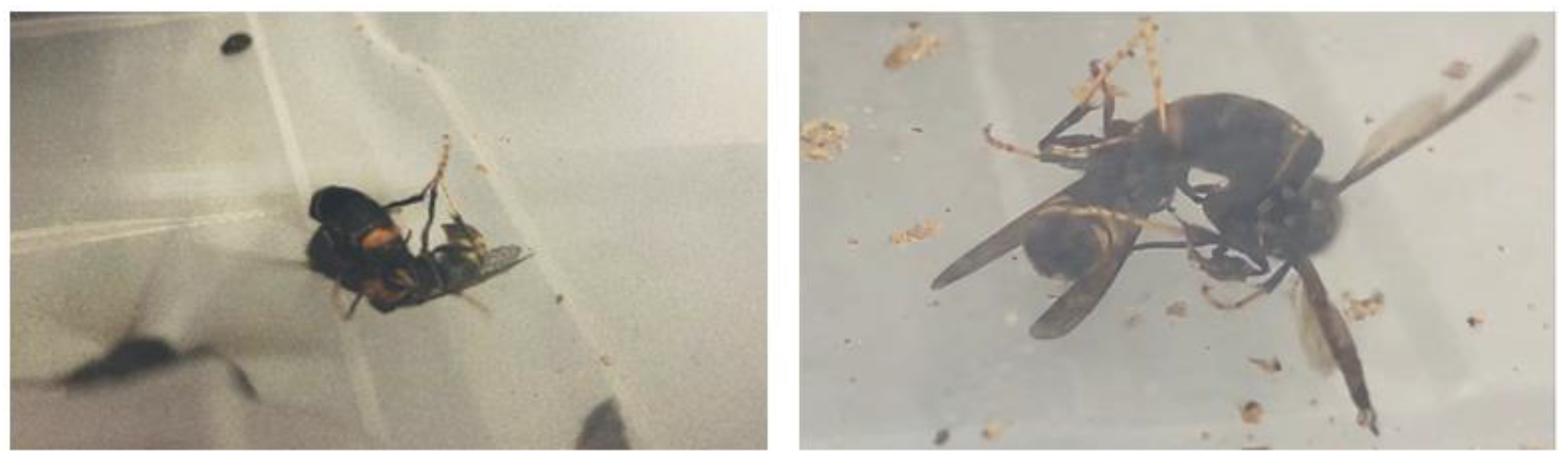 Insects 14 00059 g005