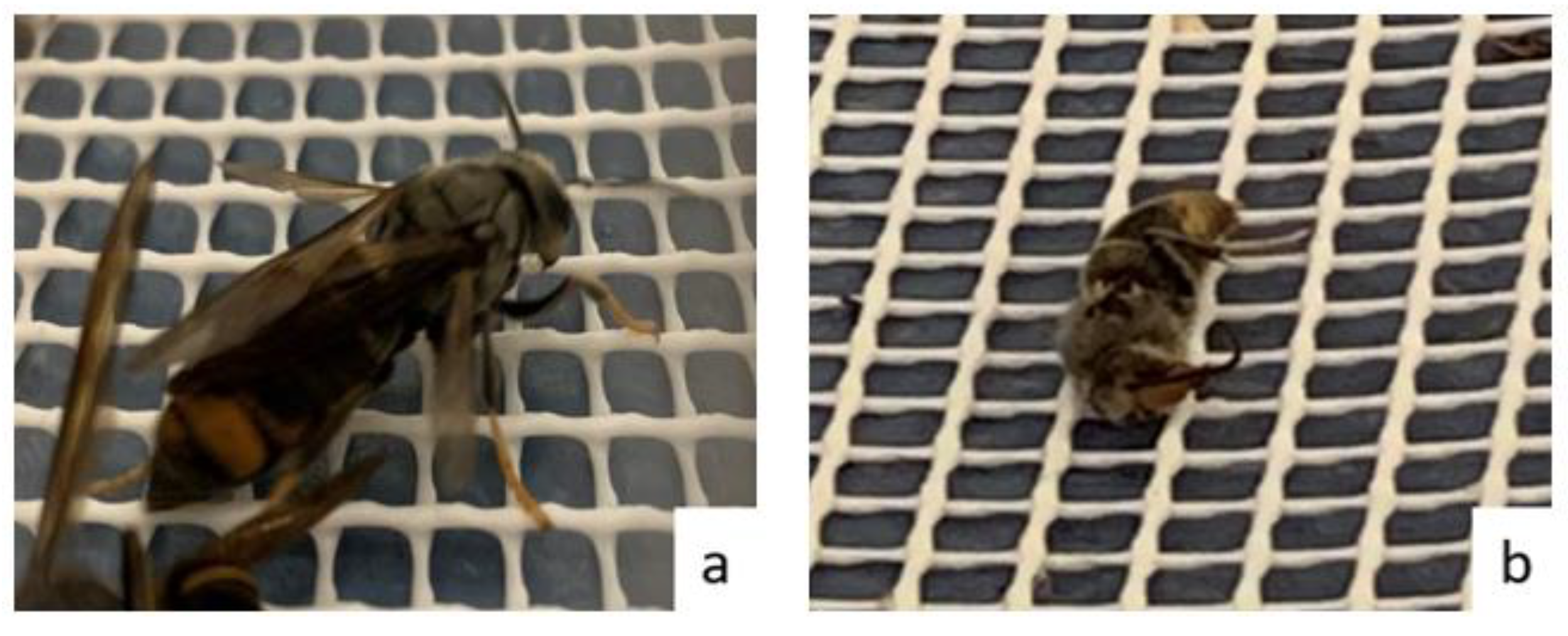 Insects 14 00059 g008