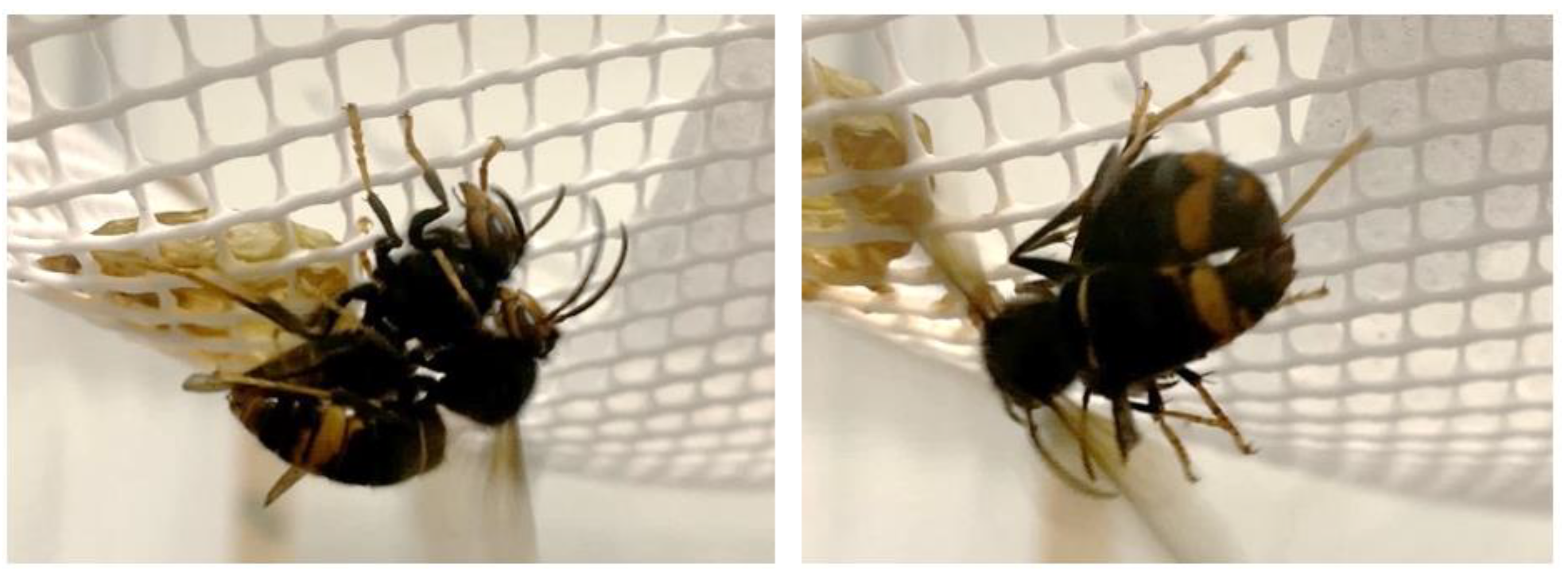 Insects 14 00059 g009