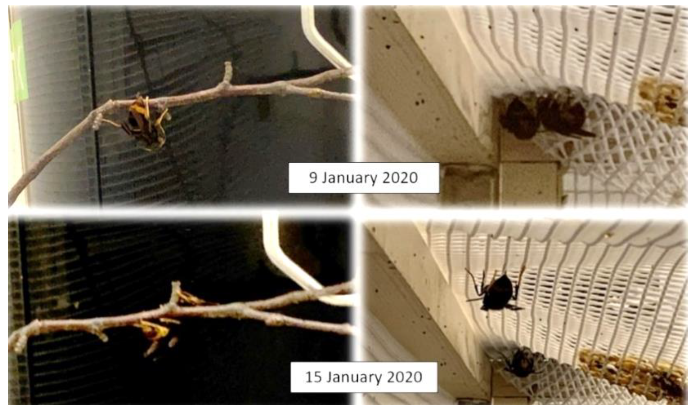 Insects 14 00059 g010