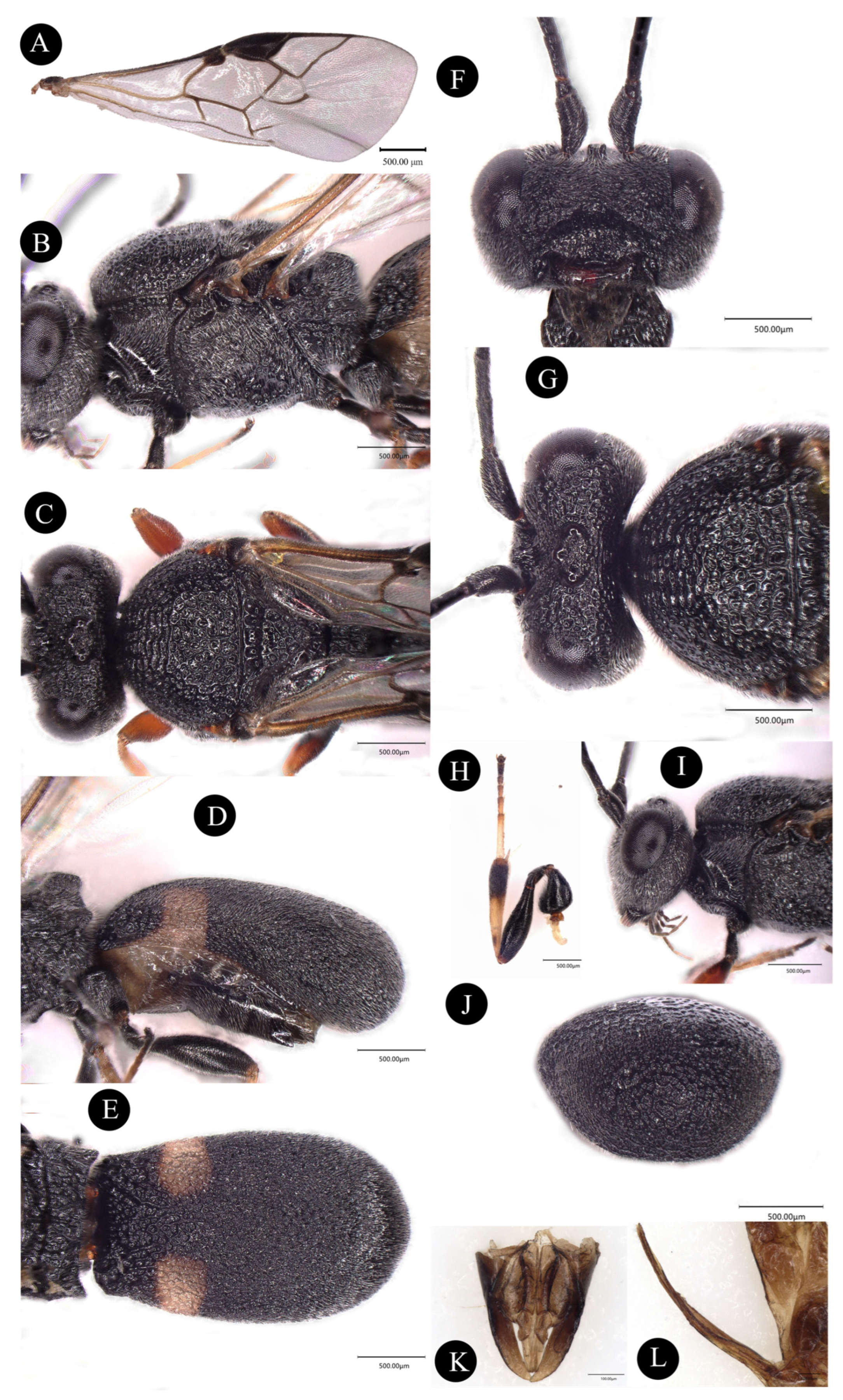 Insects 14 00061 g002 Insects 14 00061 g002