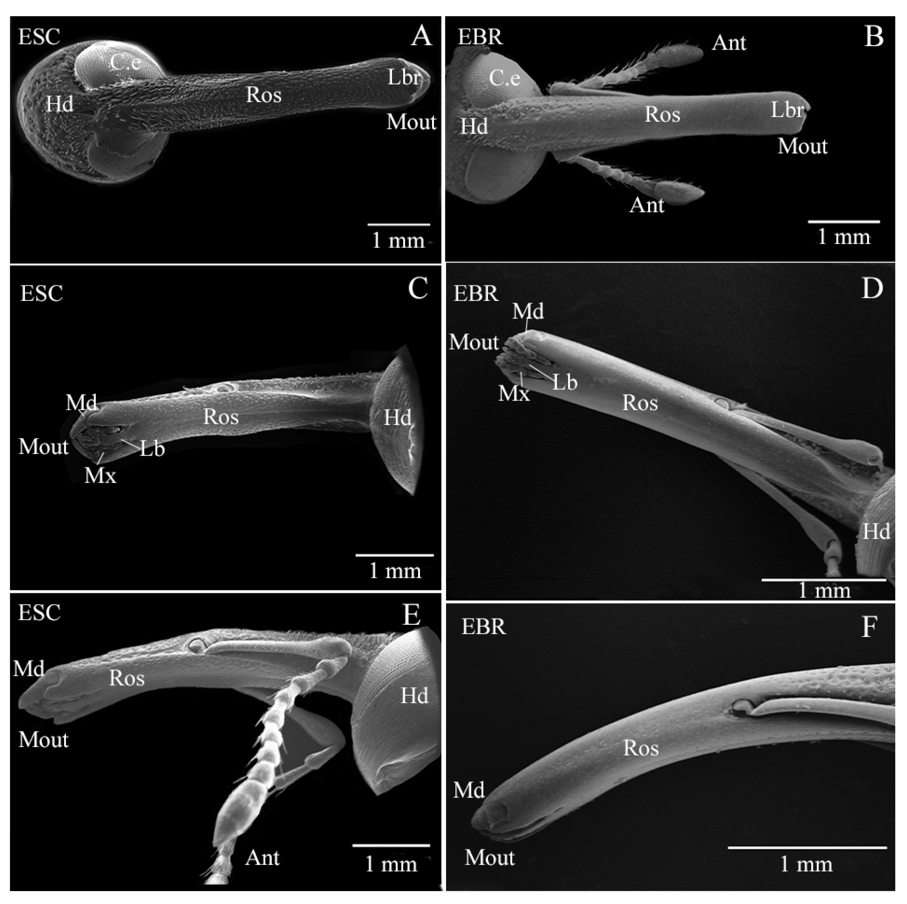 Insects 14 00071 g001 Insects 14 00071 g001