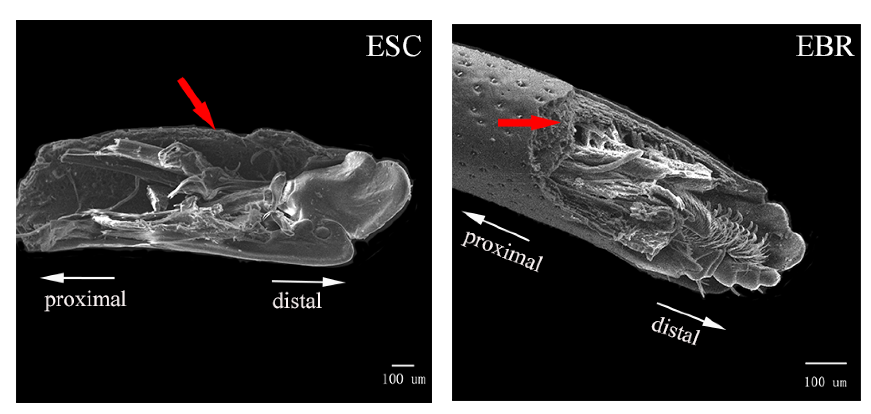 Insects 14 00071 g008 Insects 14 00071 g008