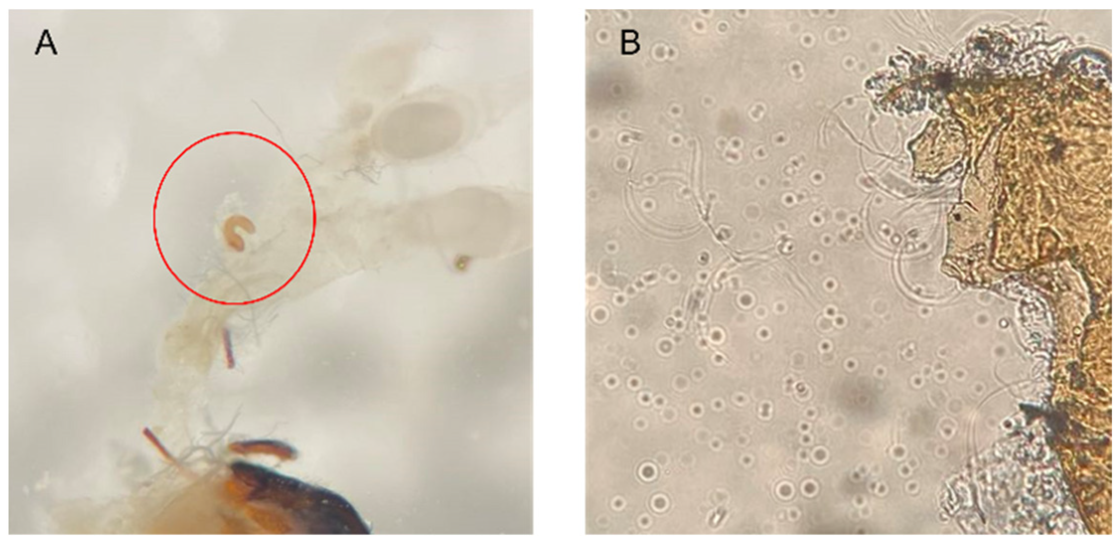 Insects 14 00073 g003 Insects 14 00073 g003