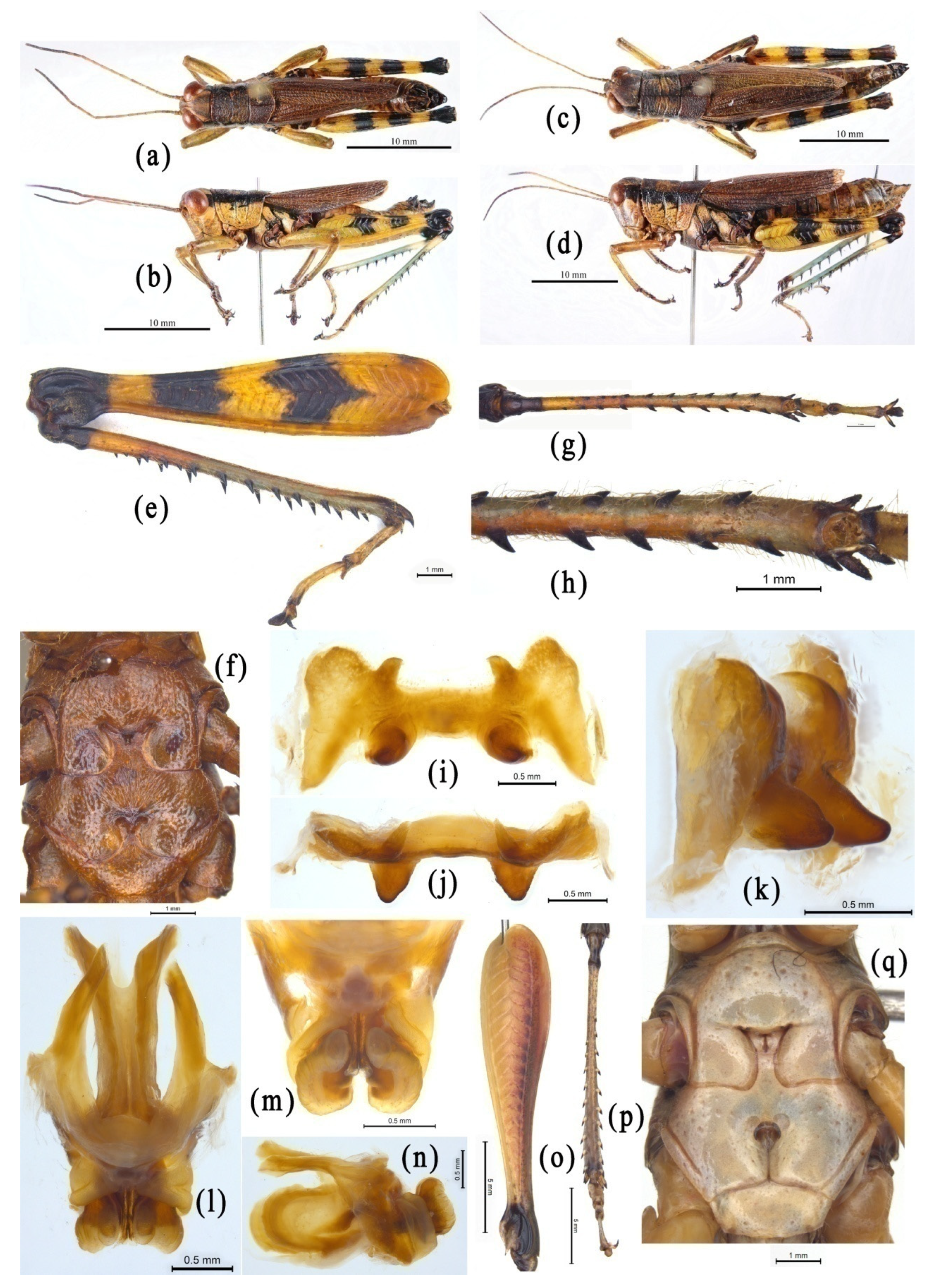 Insects 14 00085 g004 Insects 14 00085 g004