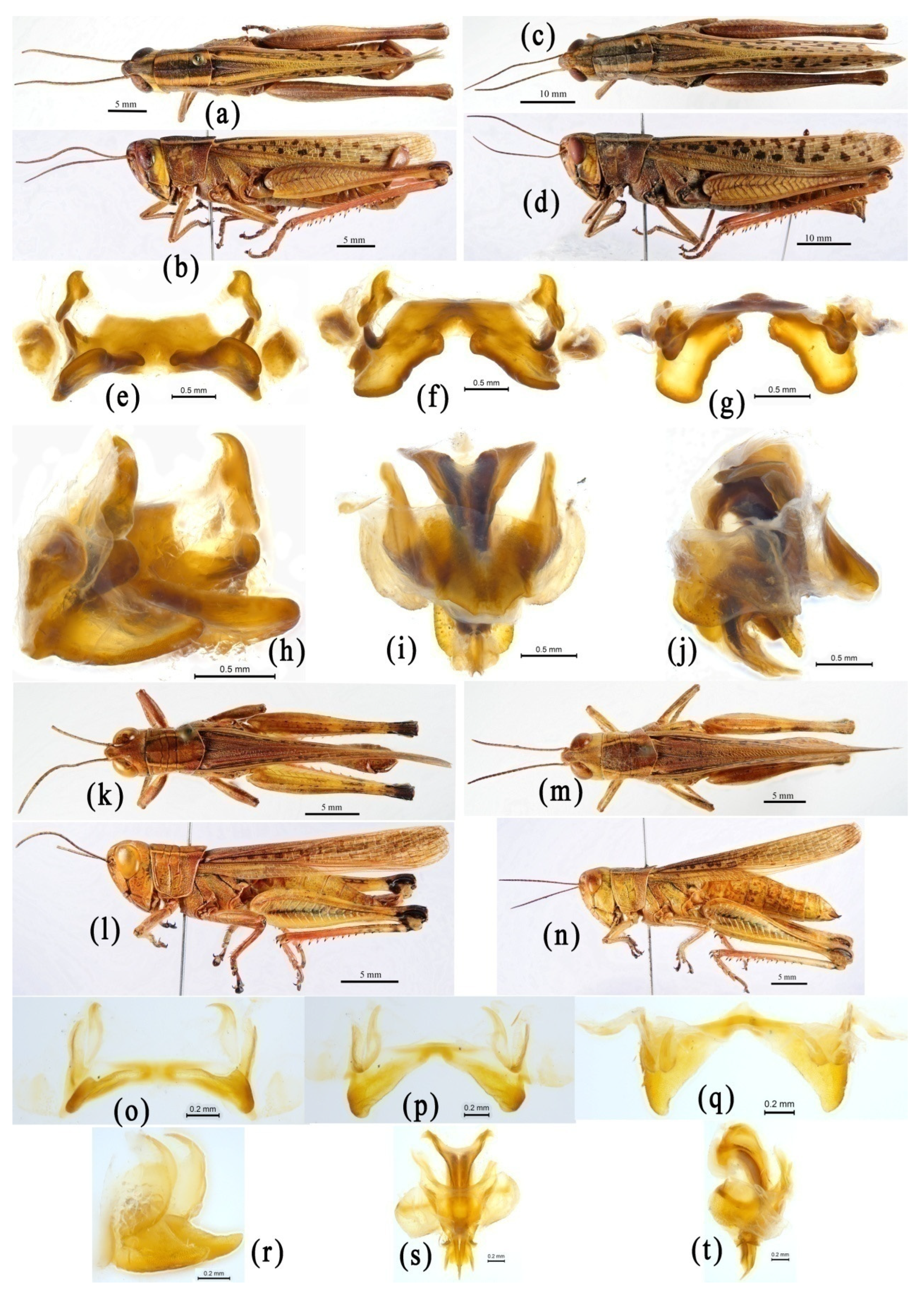 Insects 14 00085 g005 Insects 14 00085 g005