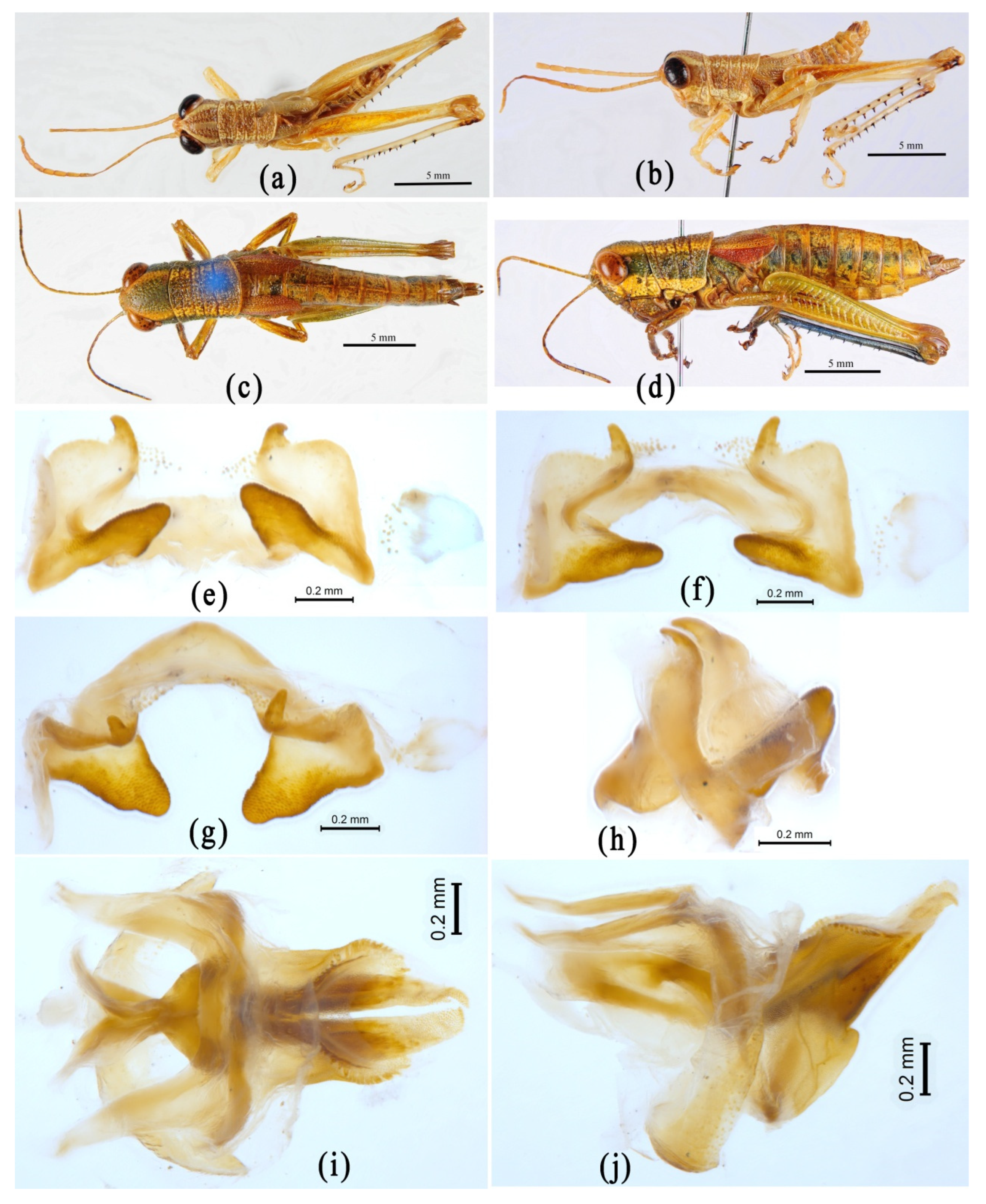 Insects 14 00085 g009 Insects 14 00085 g009