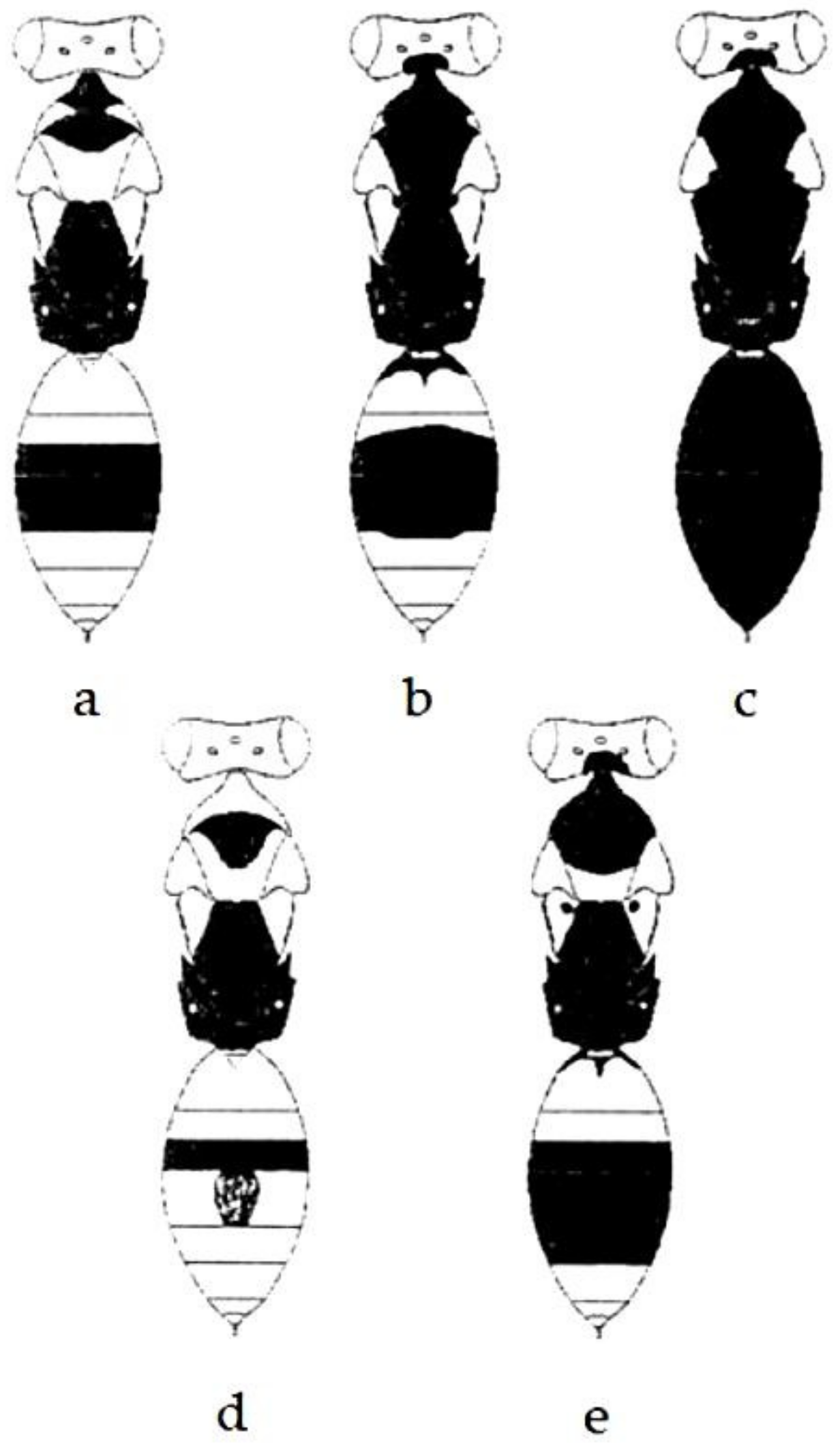 Insects 14 00090 g002
