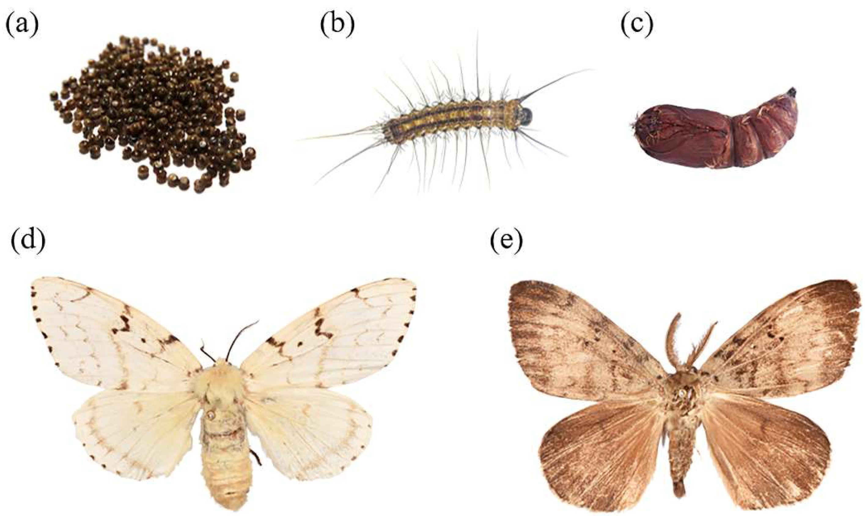 Insects Free FullText Improvement in the Identification Technology