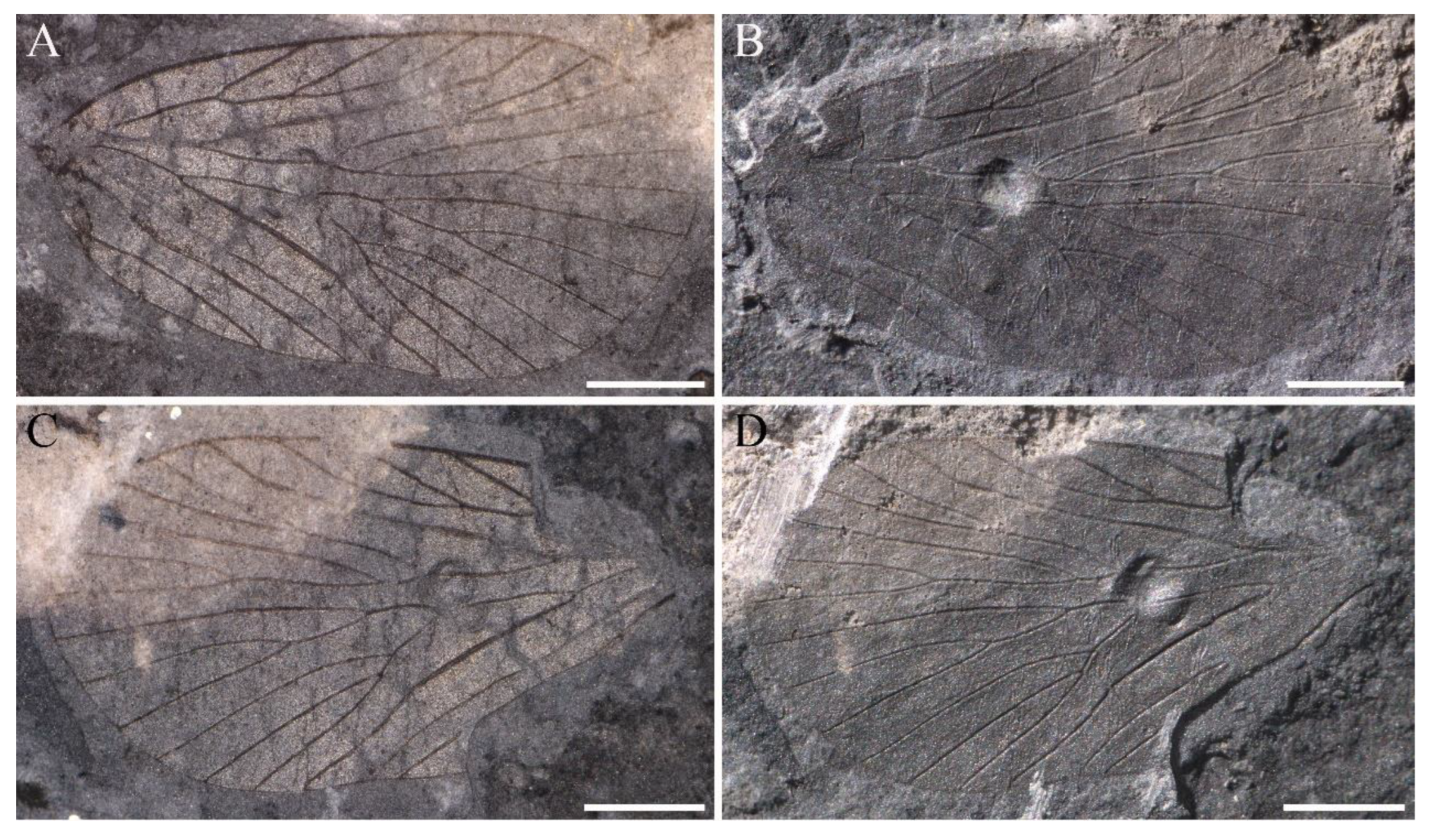 Insects 14 00096 g004
