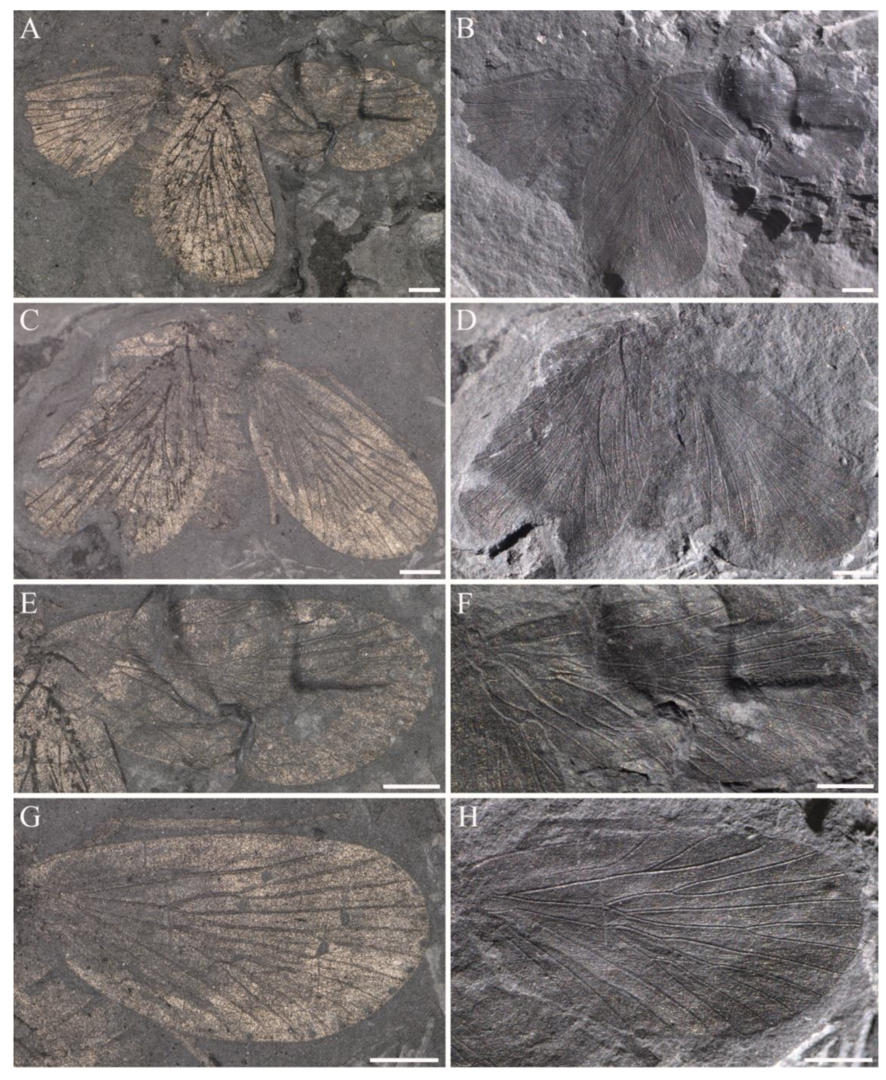 Insects 14 00096 g006