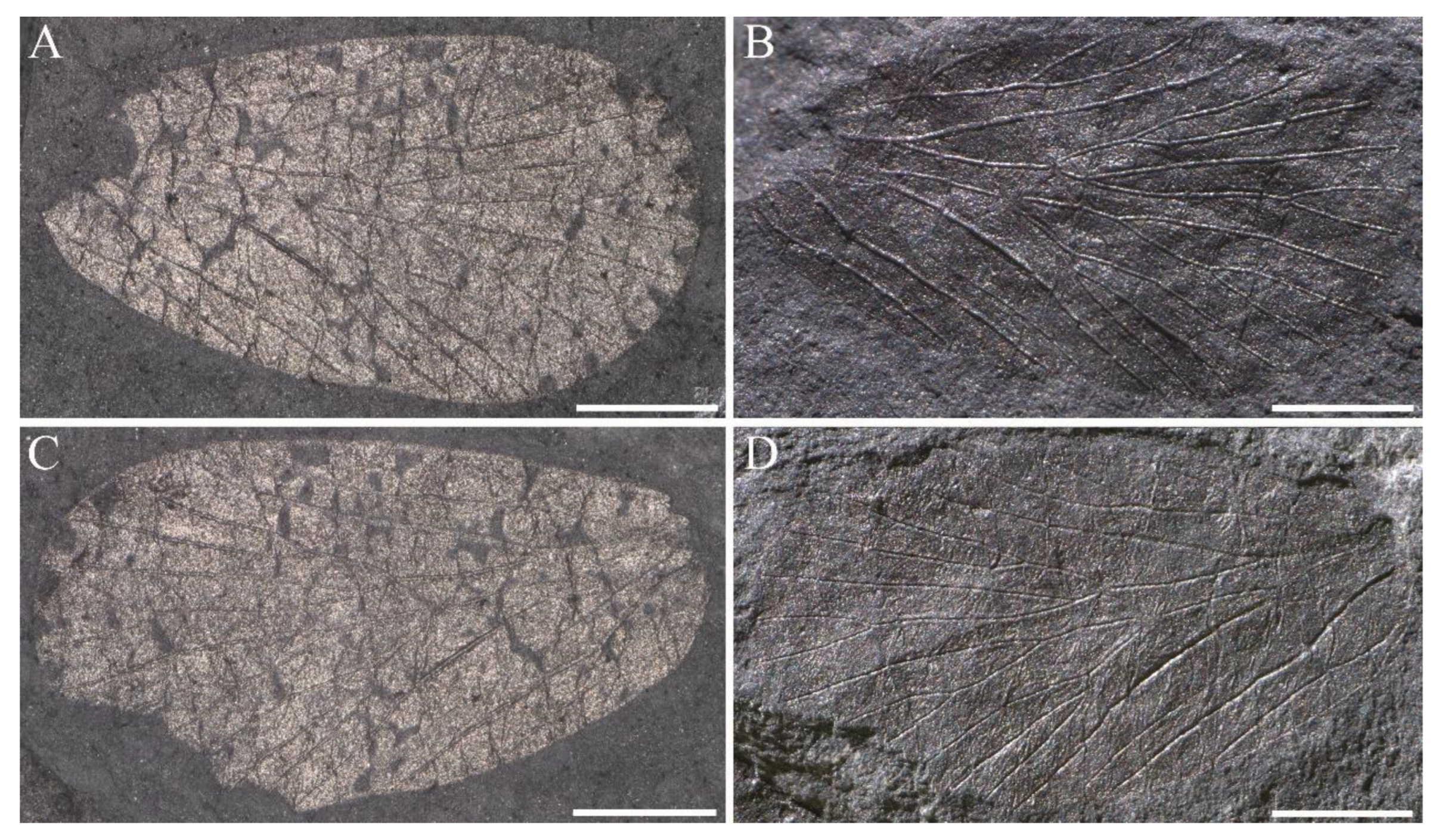 Insects 14 00096 g009