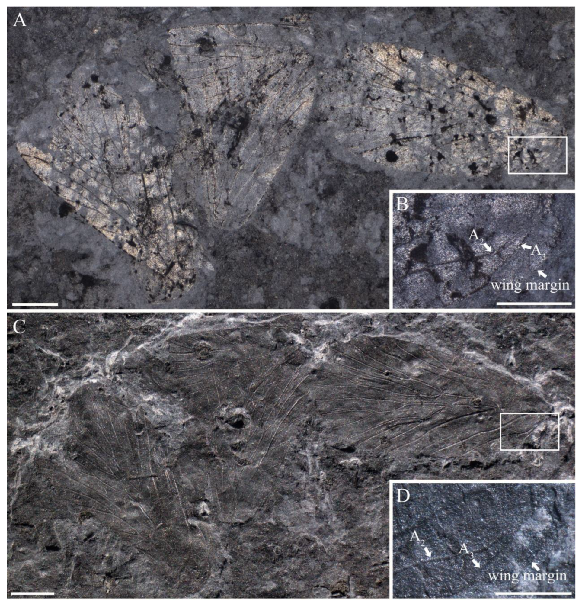 Insects 14 00096 g010