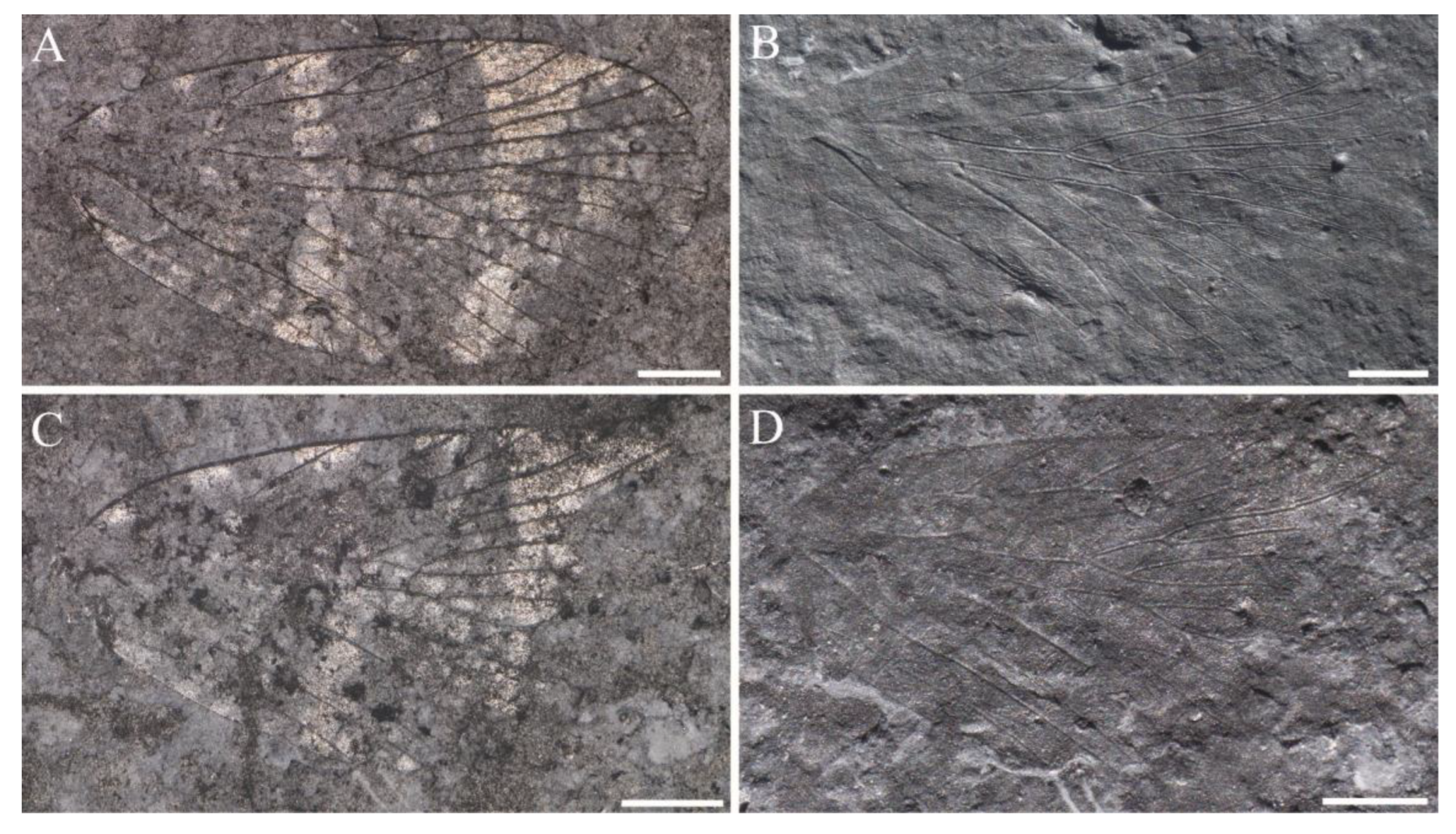 Insects 14 00096 g012