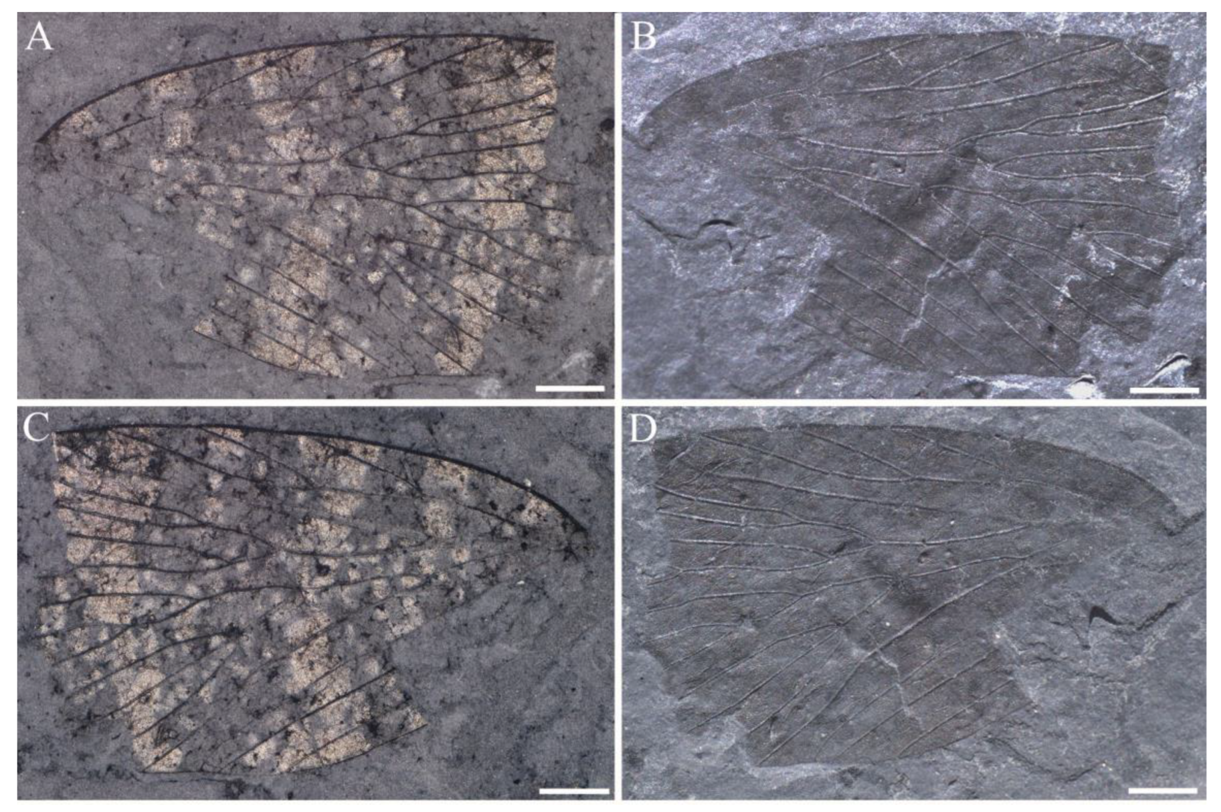 Insects 14 00096 g013