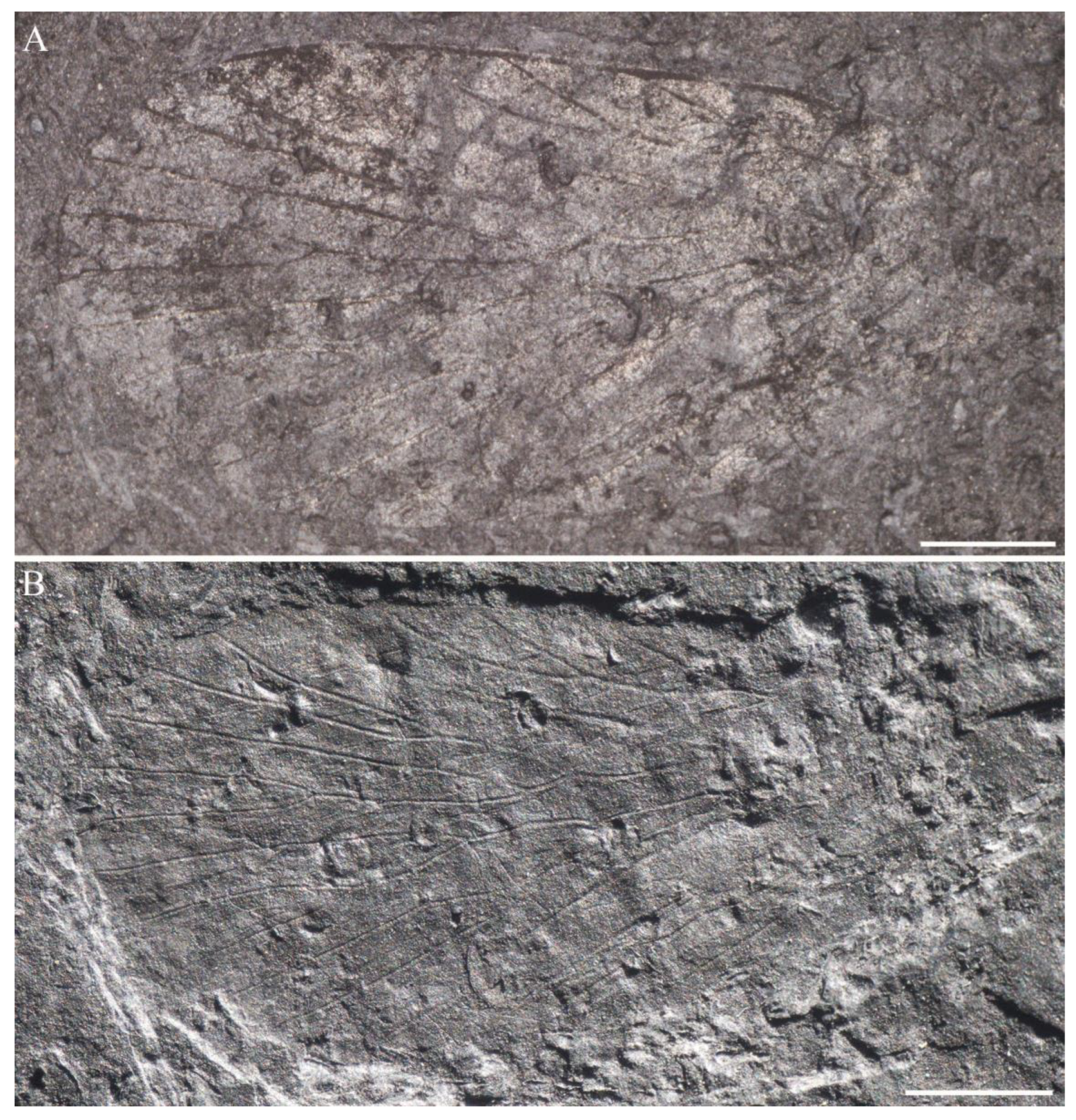 Insects 14 00096 g014