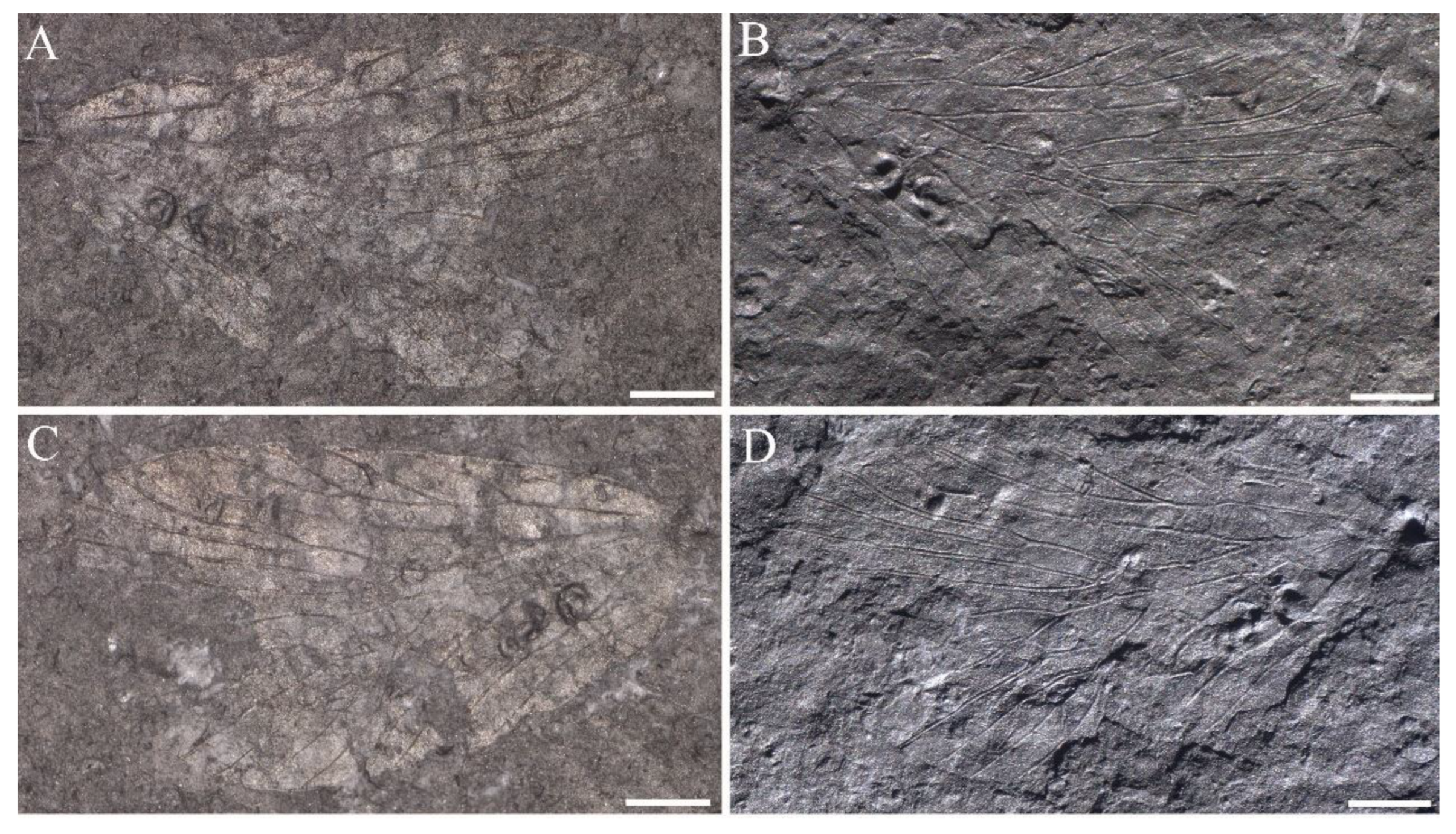 Insects 14 00096 g015