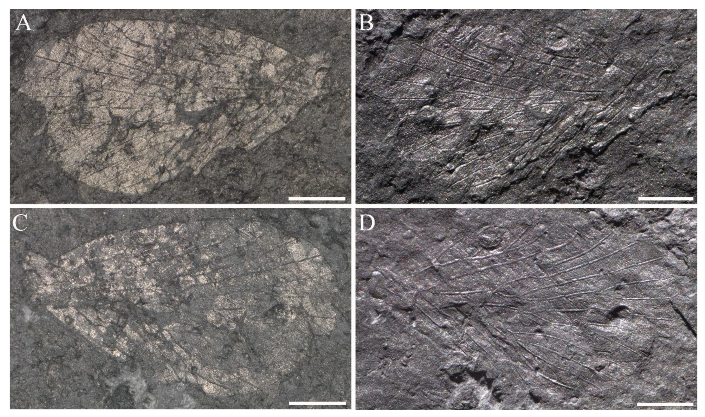 Insects 14 00096 g016