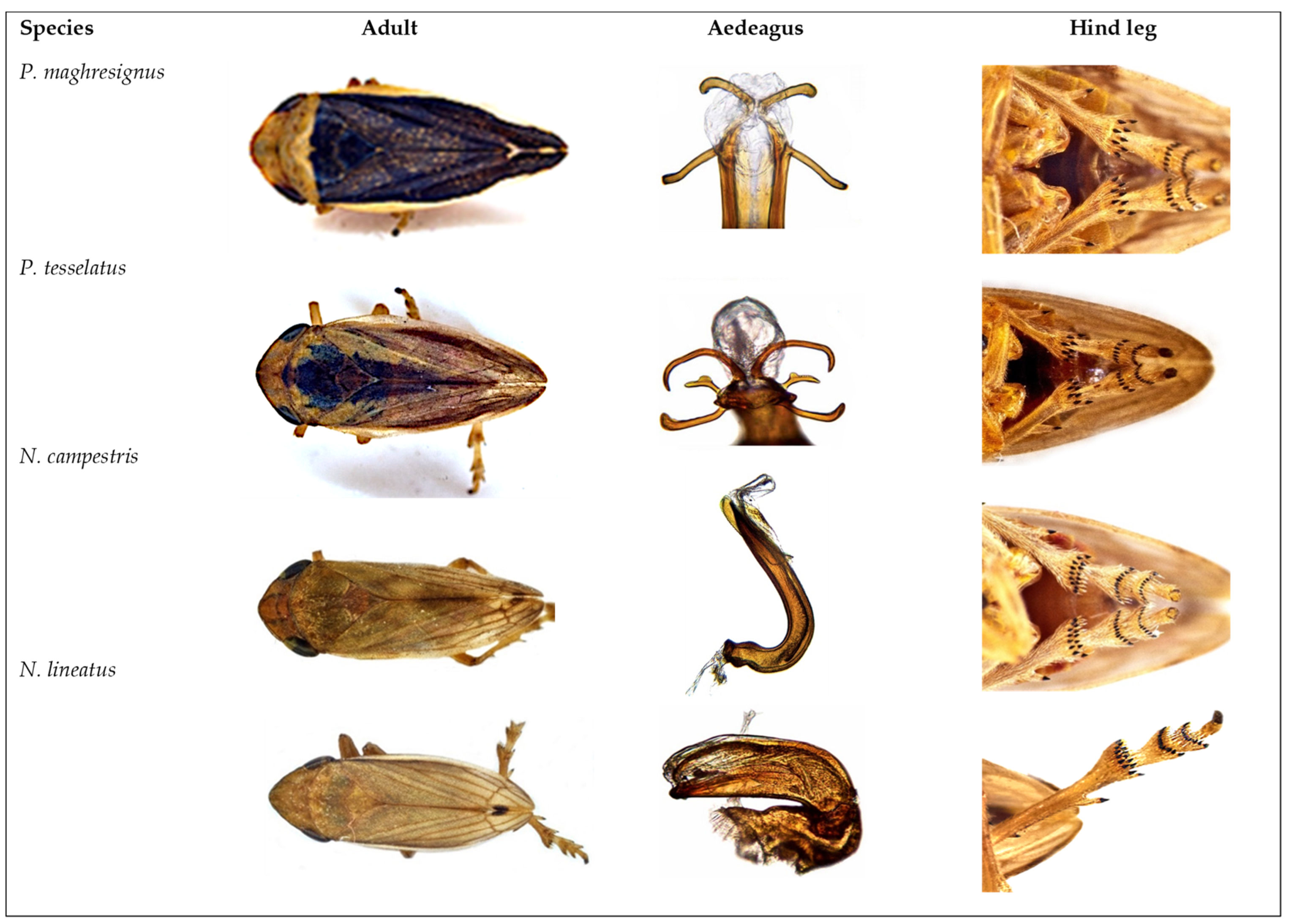 Insects 14 00119 g002