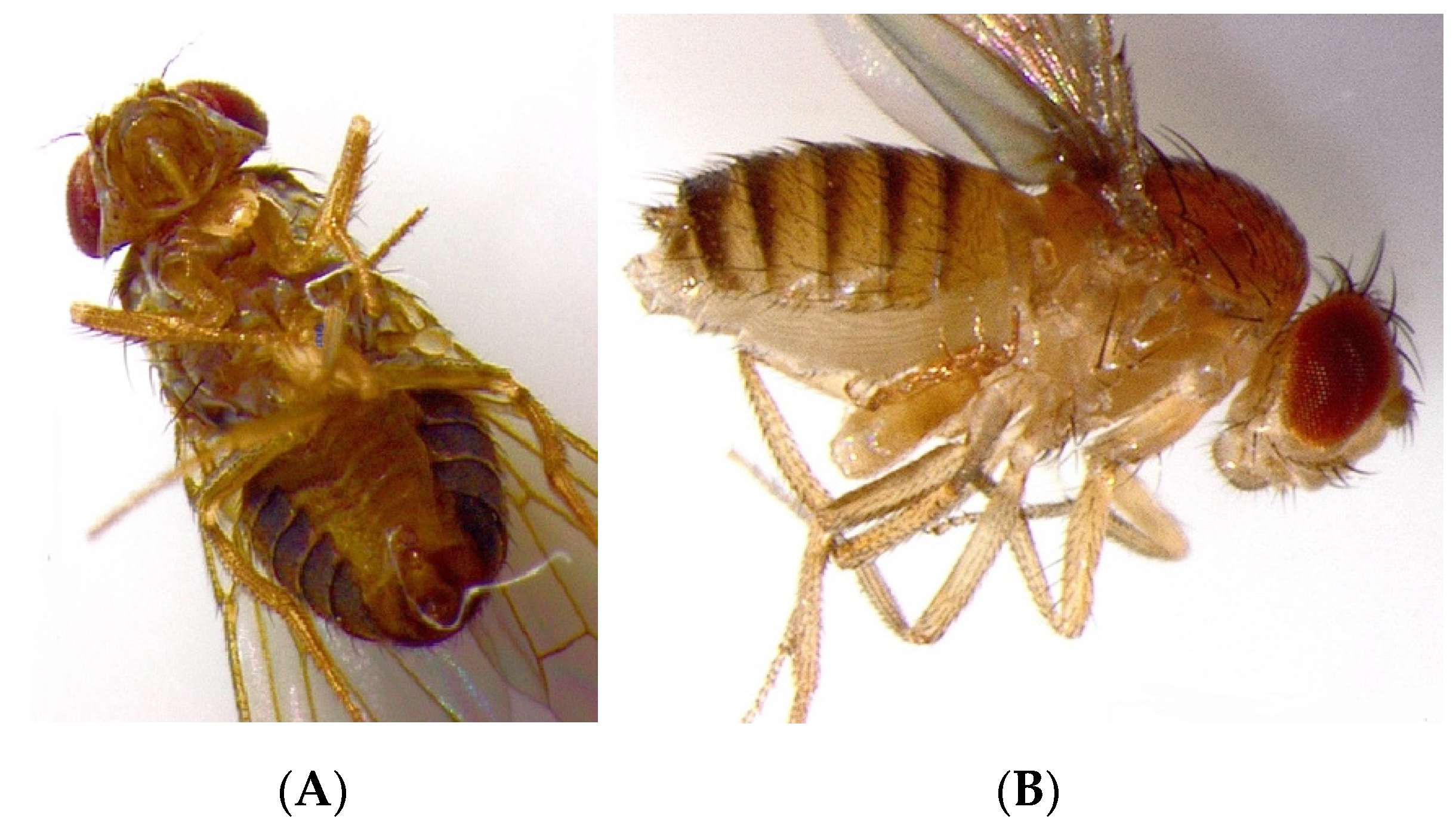 Insects 14 00146 g003 Insects 14 00146 g003