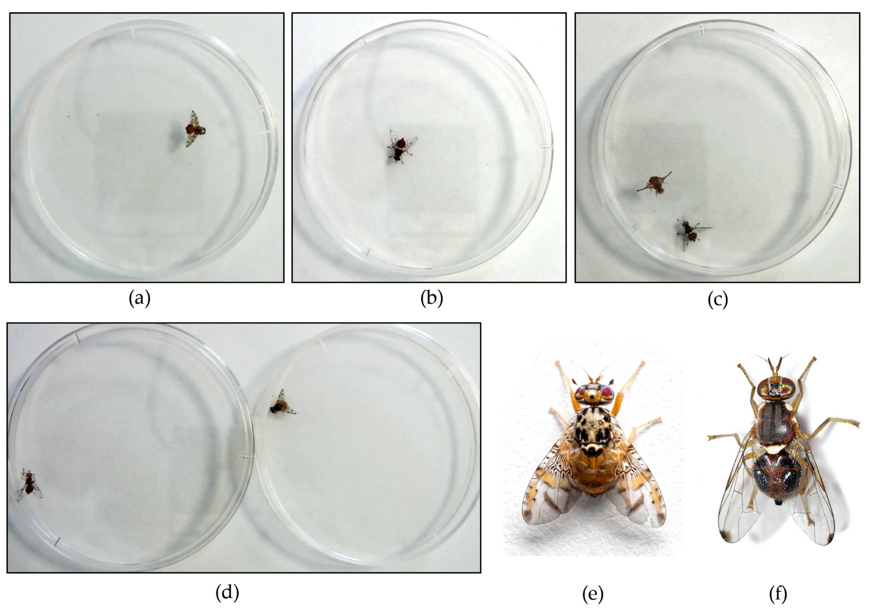 Insects 14 00148 g002 Insects 14 00148 g002