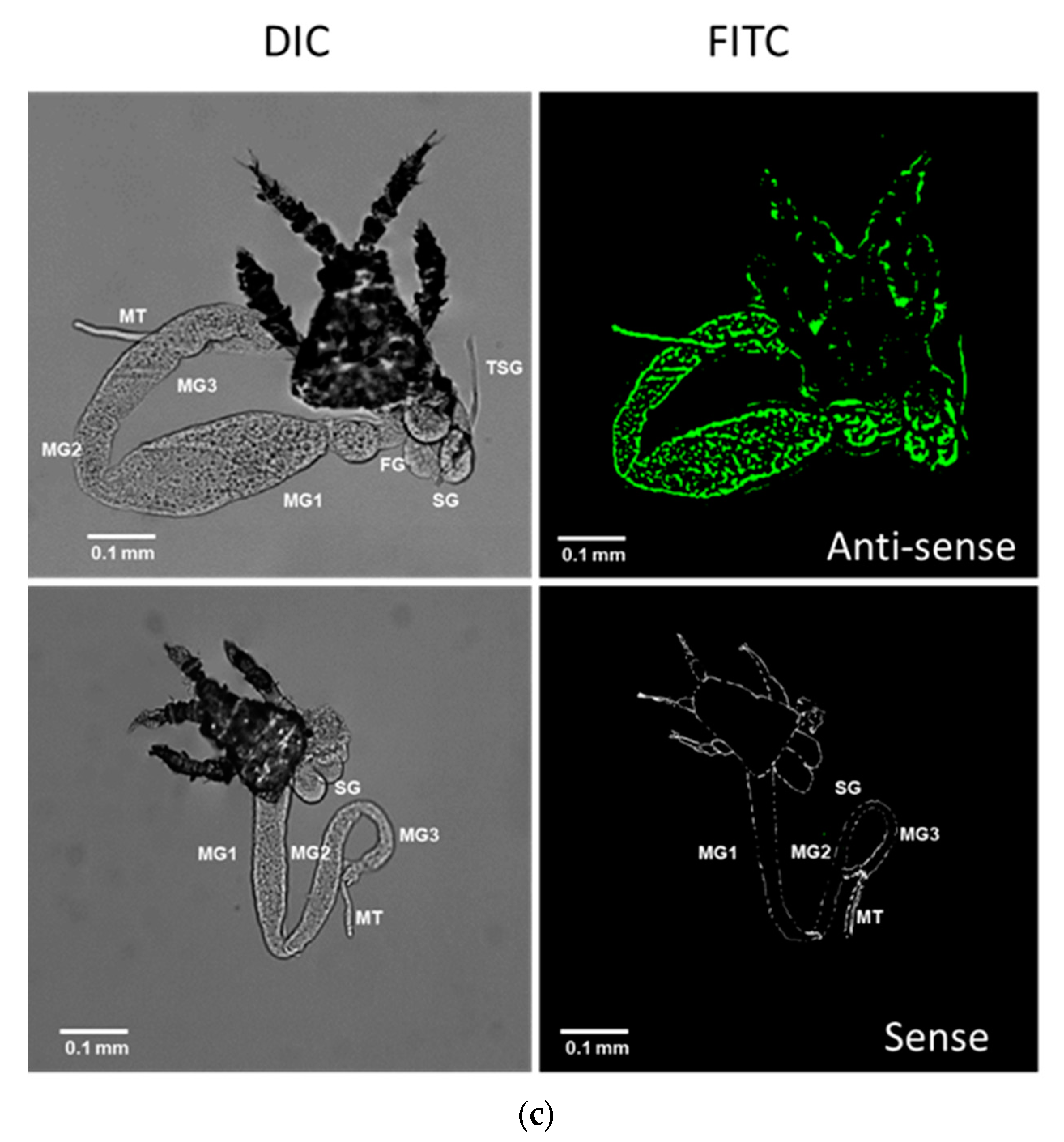 Insects 14 00154 g002b Insects 14 00154 g002b