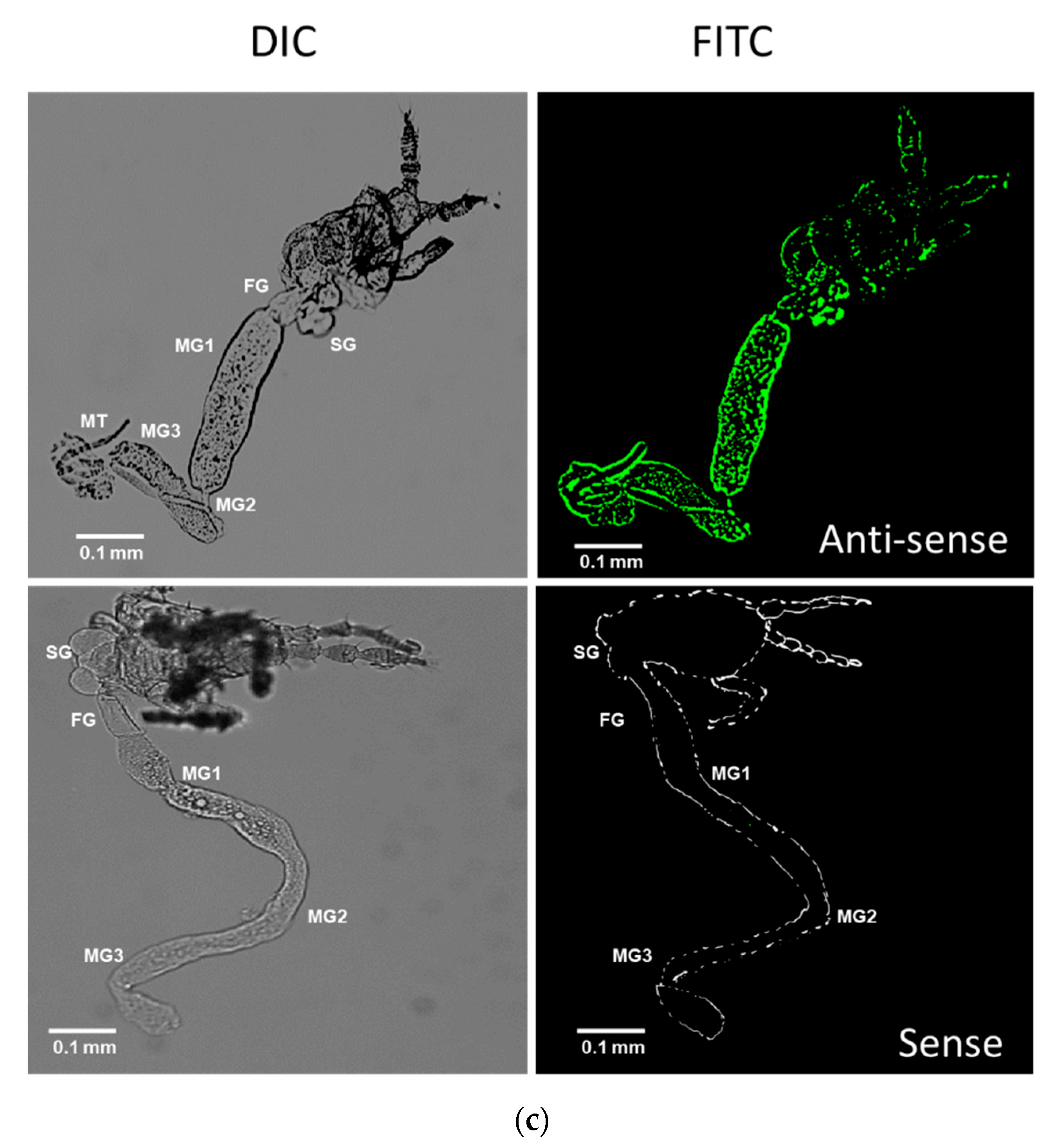 Insects 14 00154 g005b Insects 14 00154 g005b
