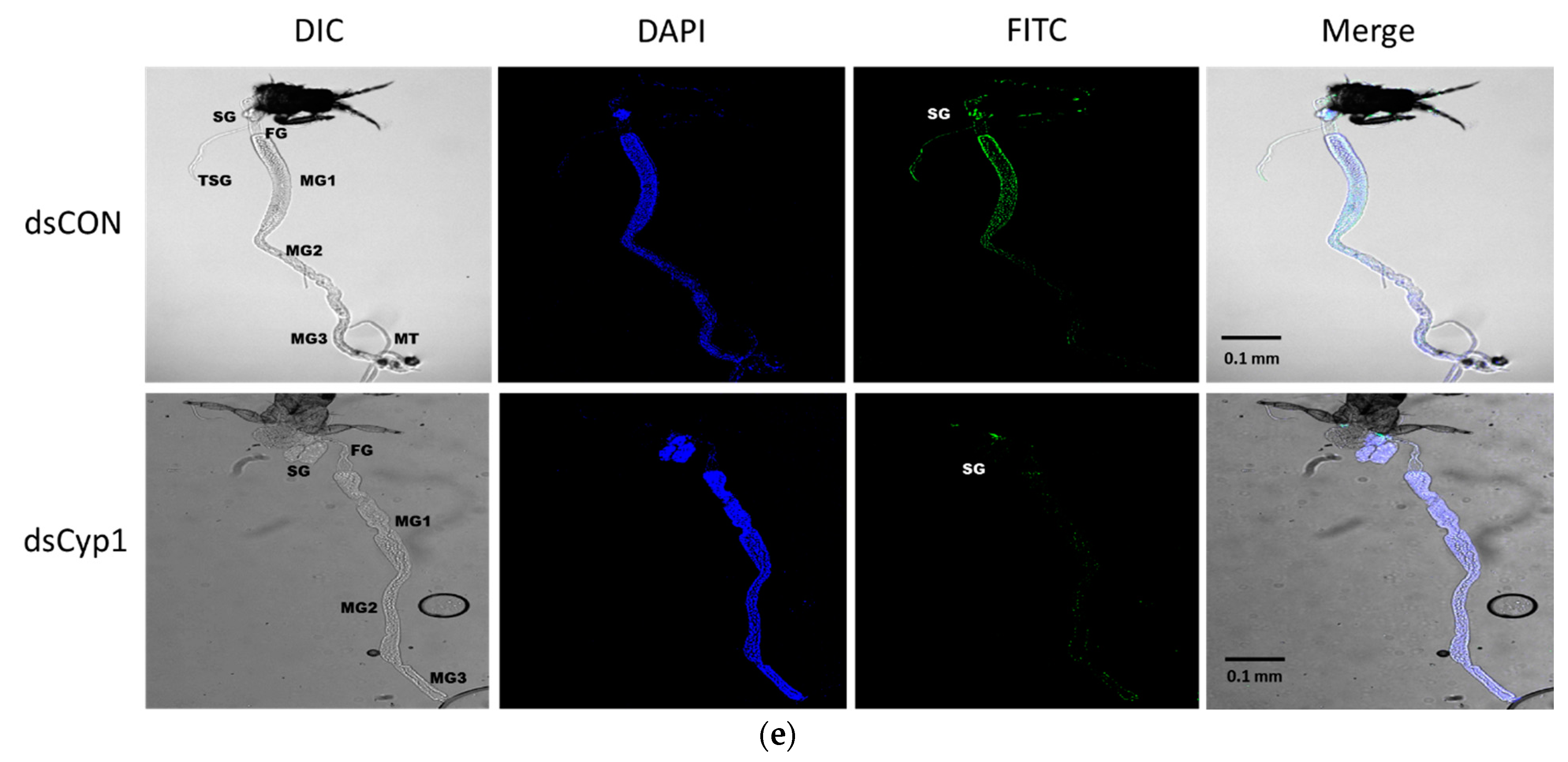 Insects 14 00154 g006b Insects 14 00154 g006b
