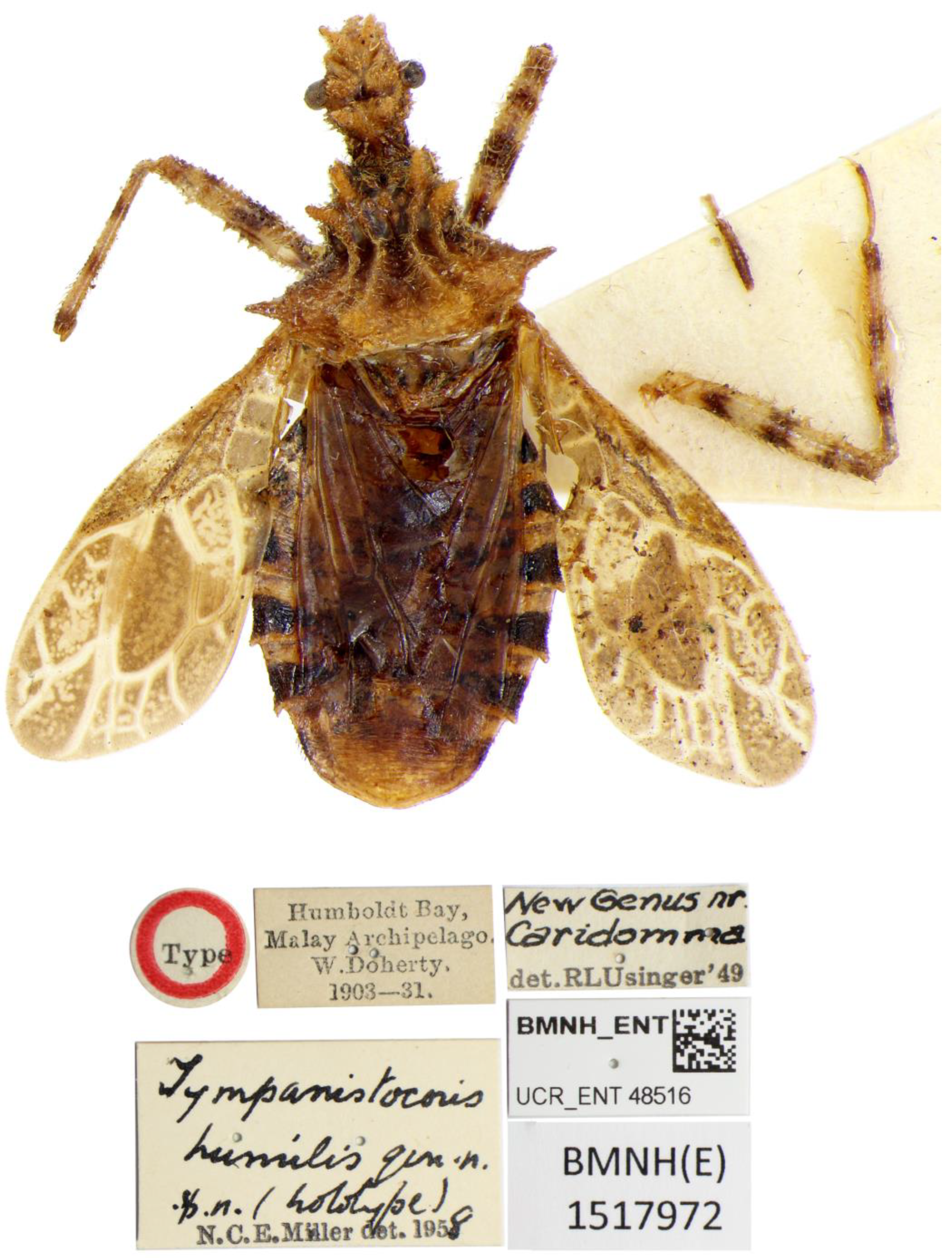 Insects 14 00165 g010 550