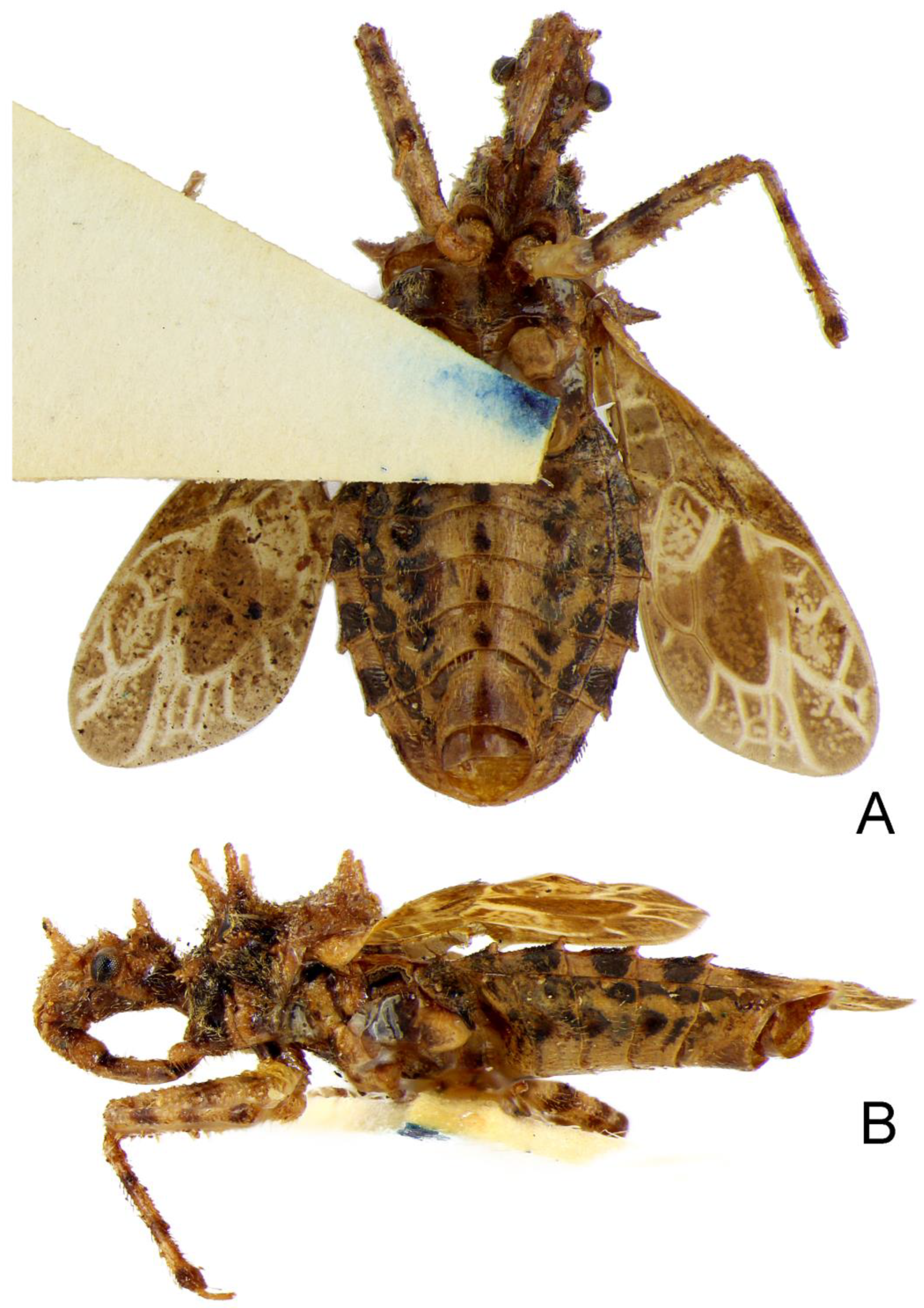 Insects 14 00165 g011 550