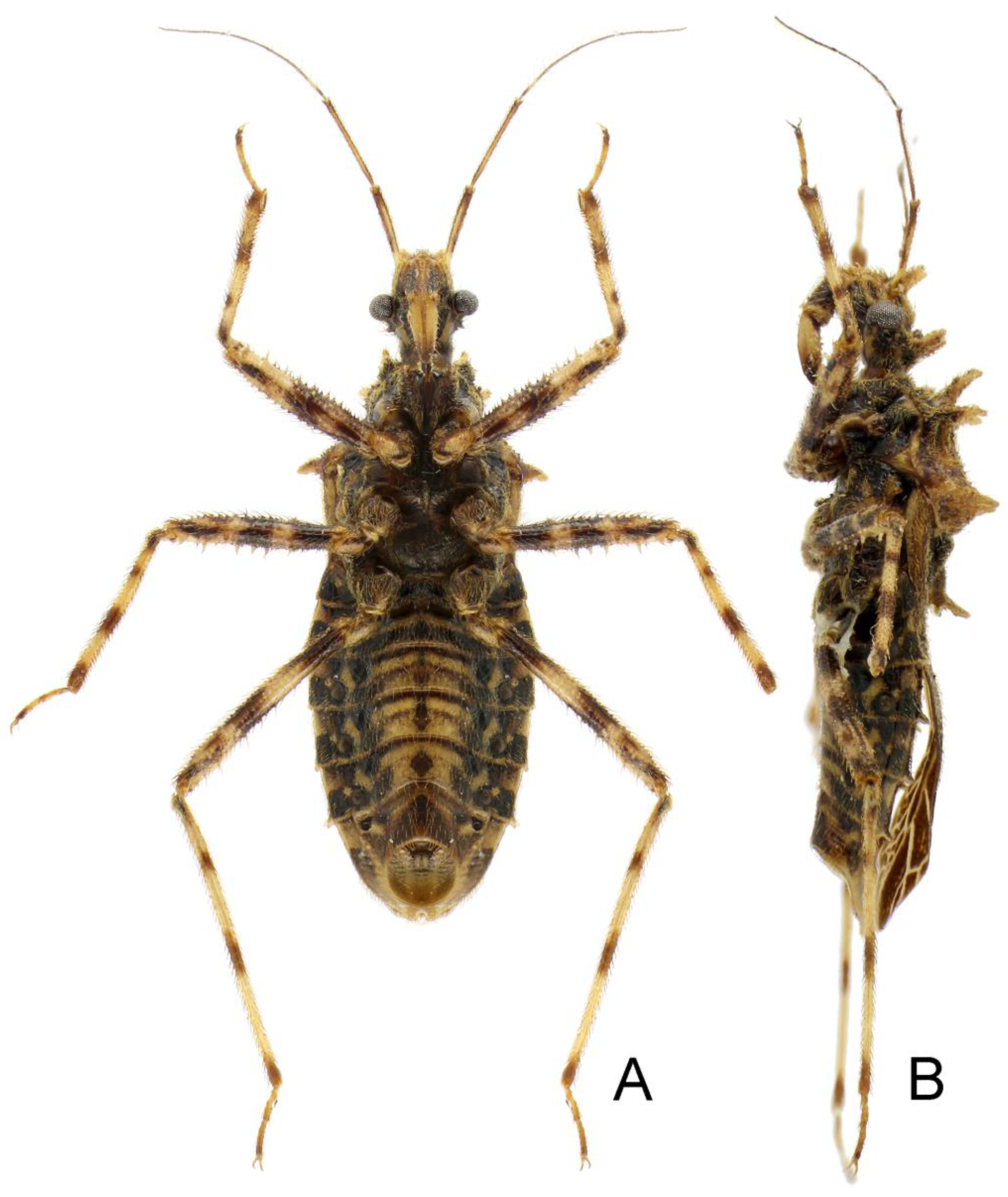 Insects 14 00165 g013 550