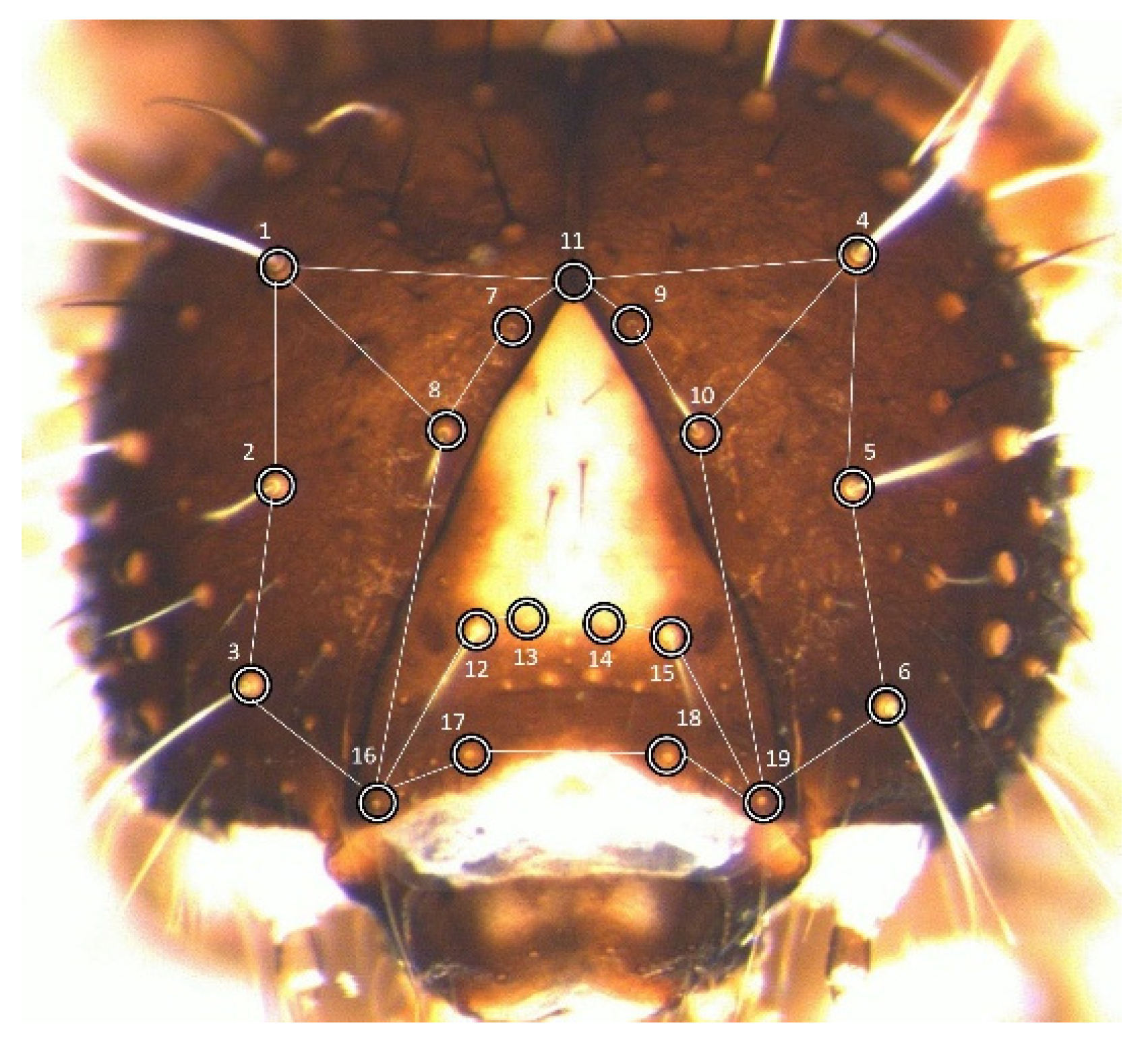 Insects 14 00167 g001