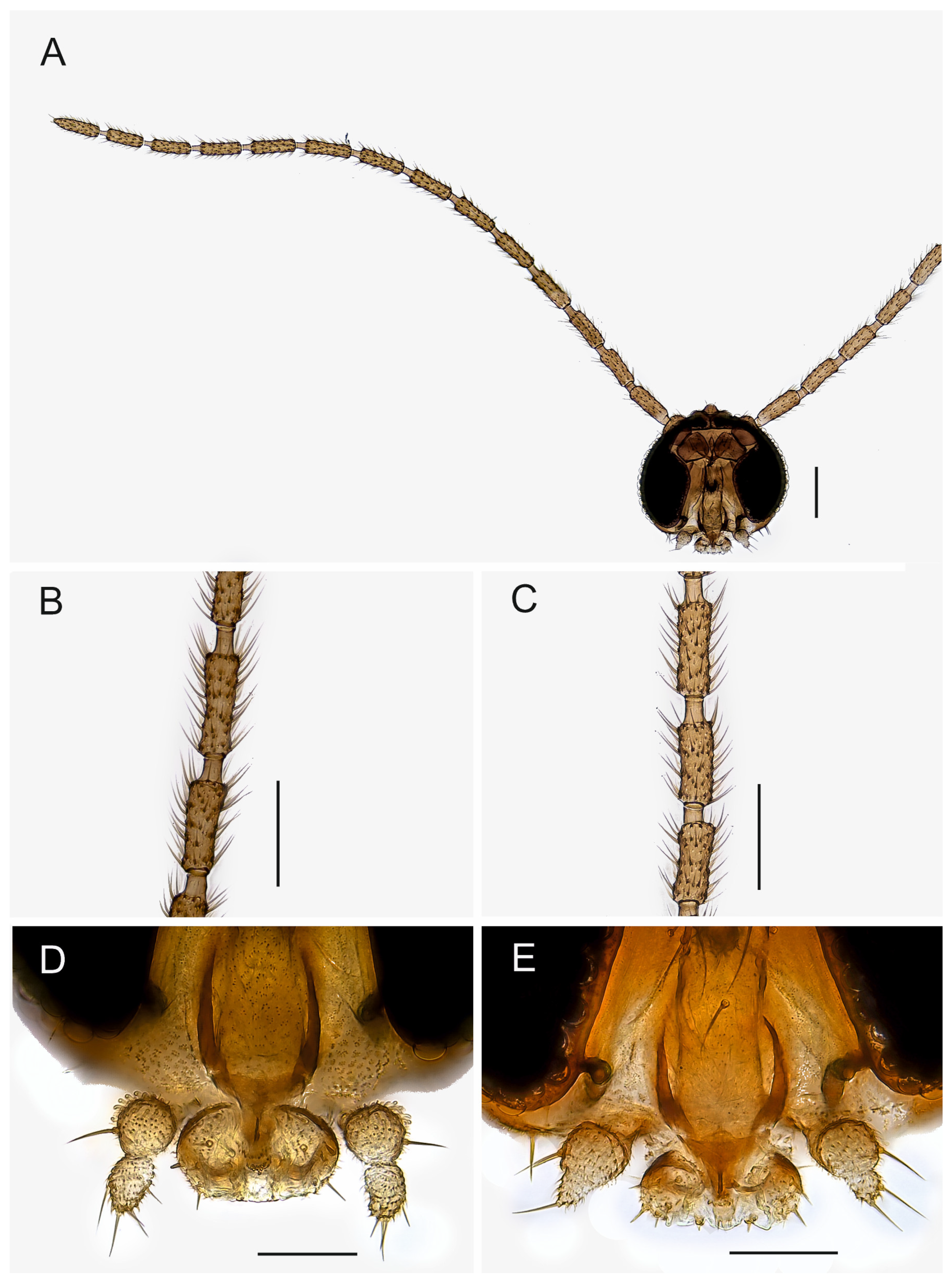 Insects 14 00173 g001