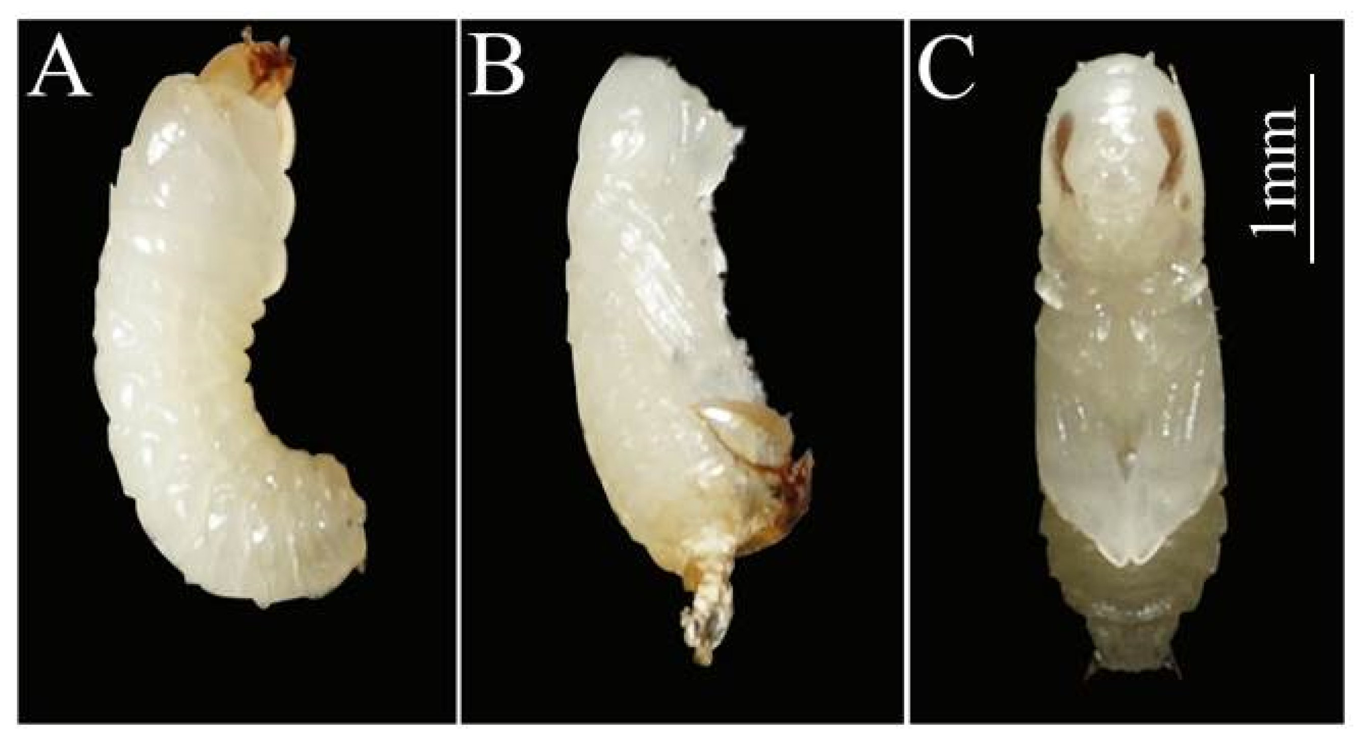 Insects 14 00186 g002