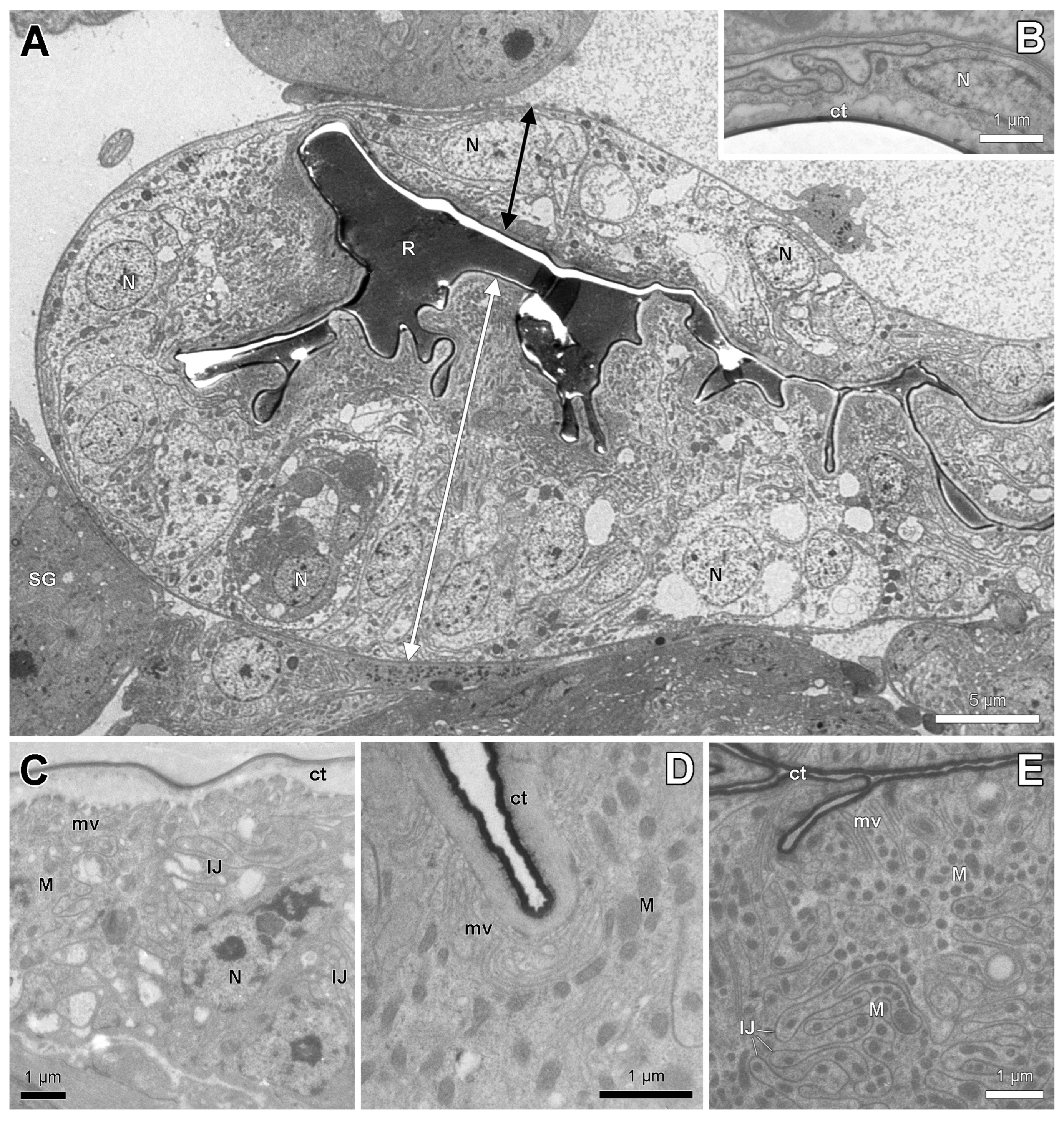 Insects 14 00195 g004 Insects 14 00195 g004