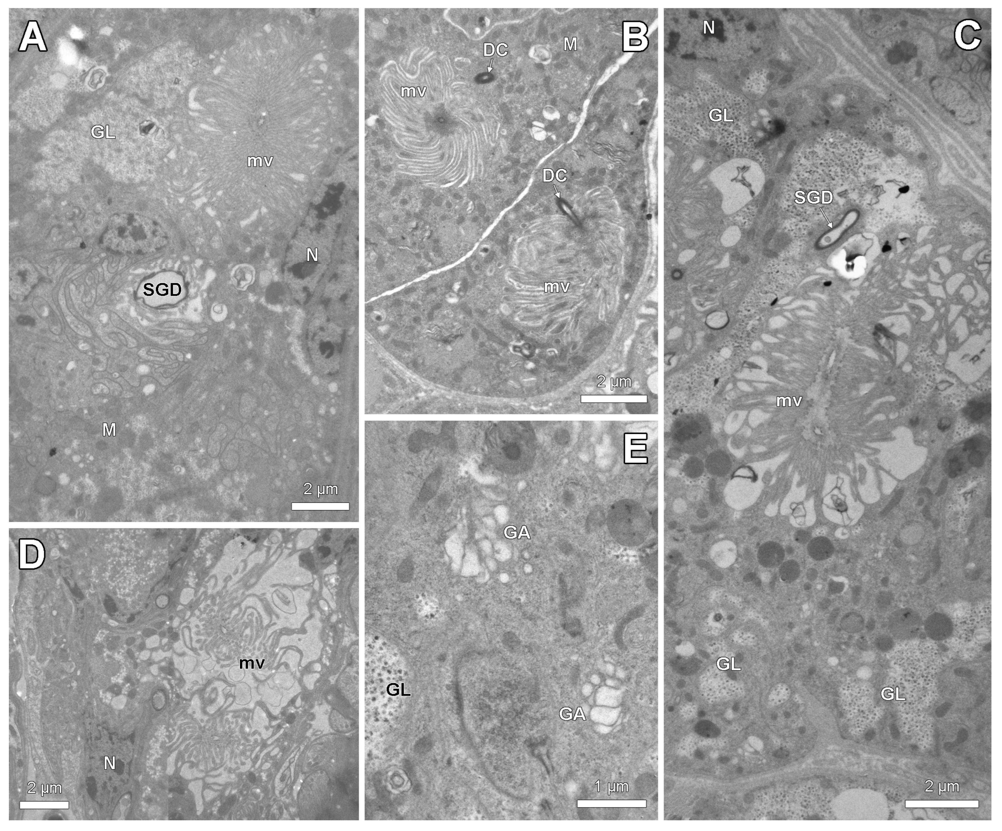 Insects 14 00195 g005 Insects 14 00195 g005