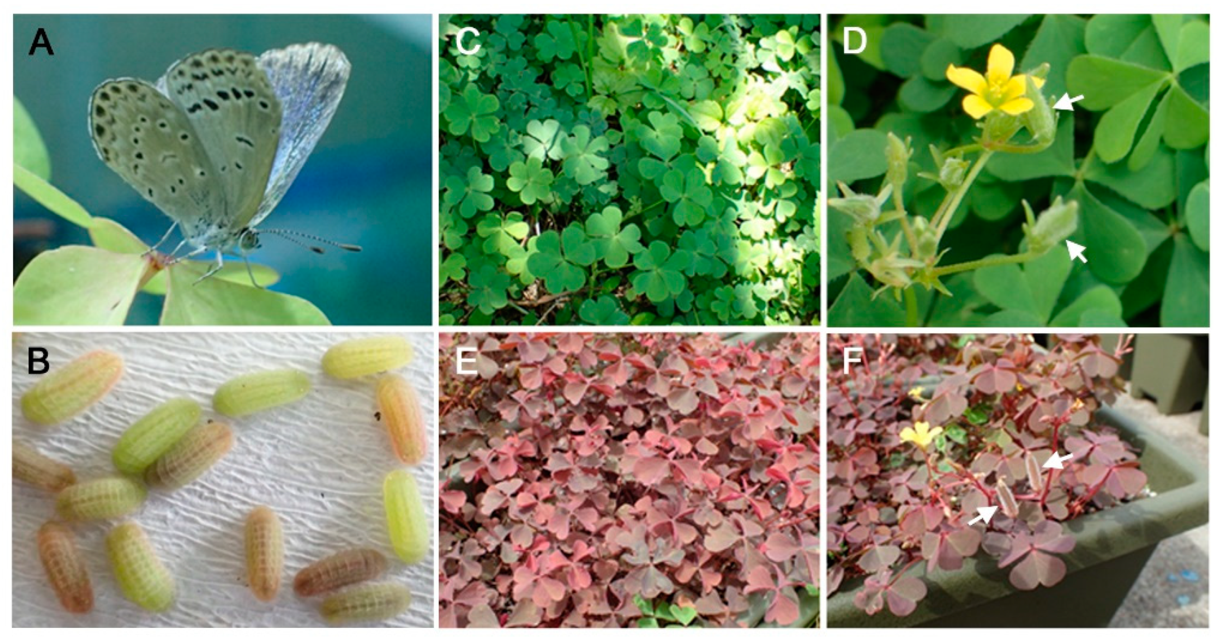 Insects 14 00202 g001 Insects 14 00202 g001