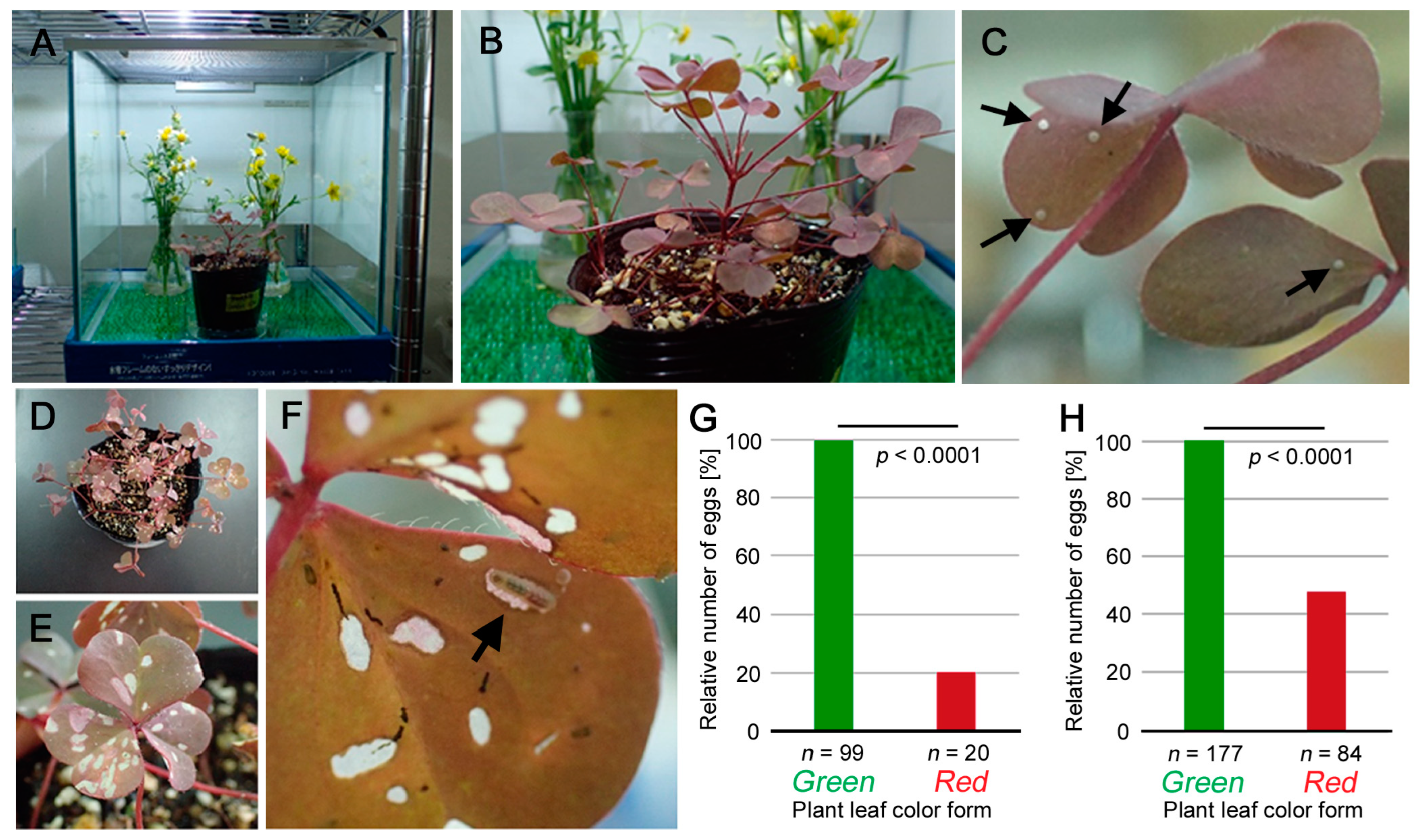 Insects 14 00202 g002 Insects 14 00202 g002