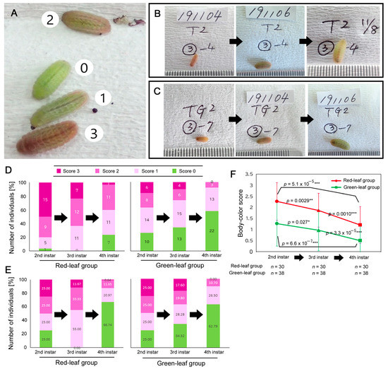 Mikel  Larvae Records