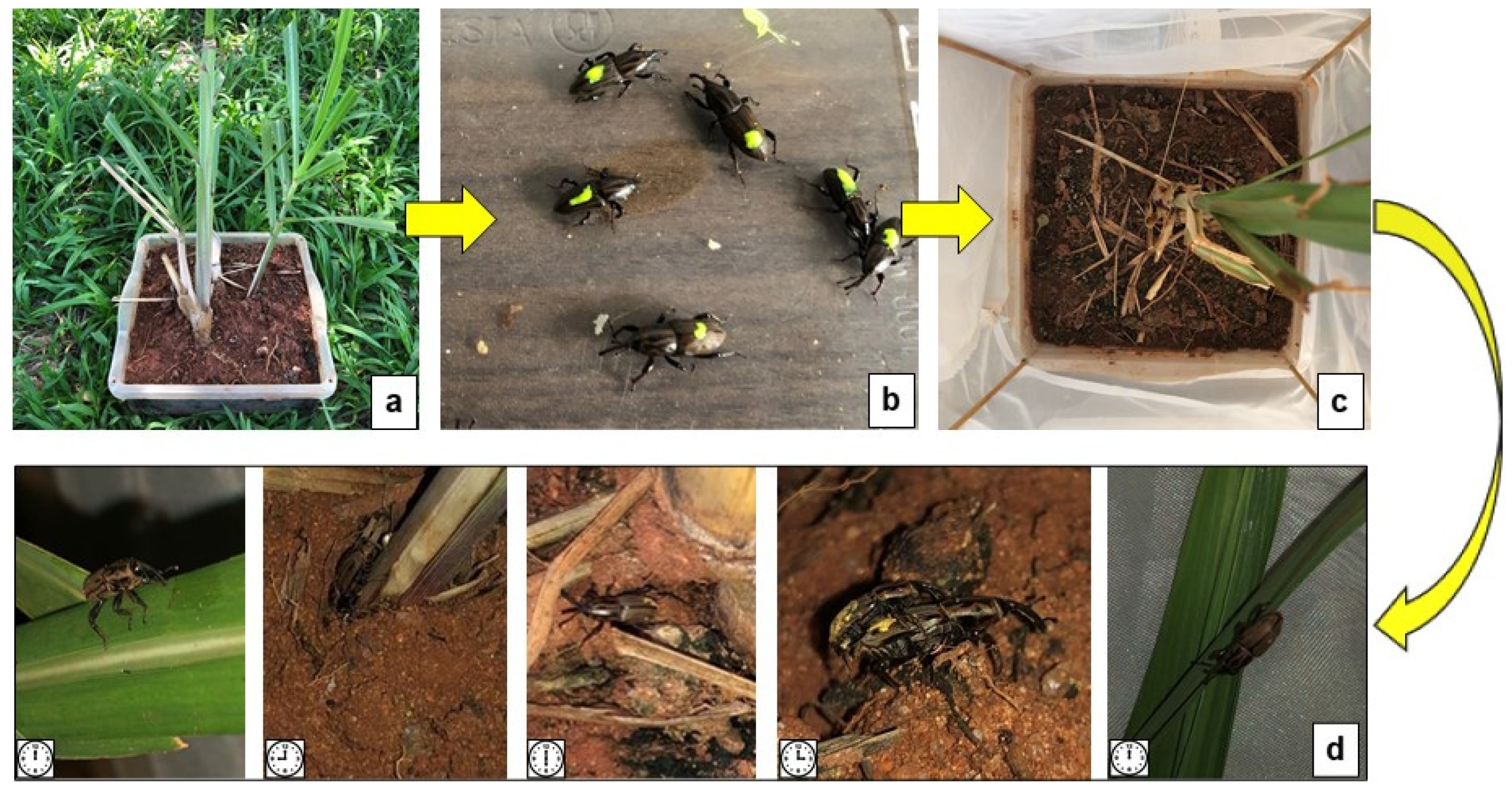 Insects 14 00205 g002 Insects 14 00205 g002