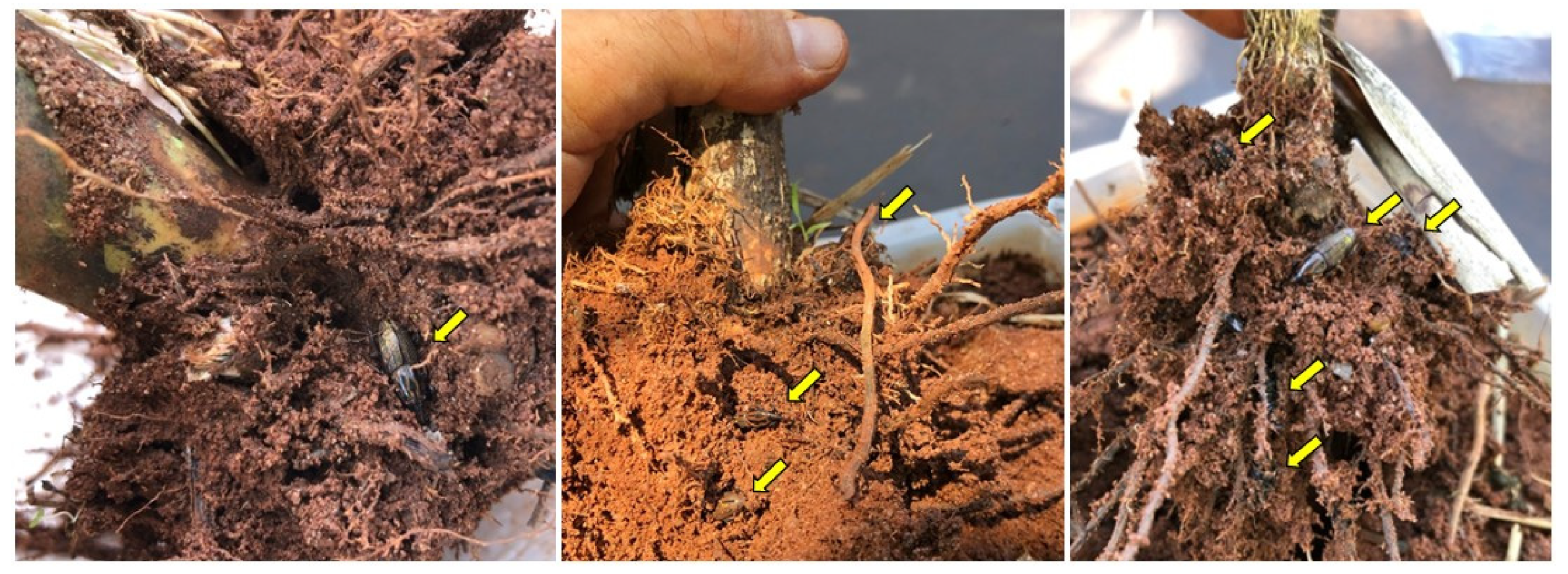 Insects 14 00205 g010 Insects 14 00205 g010