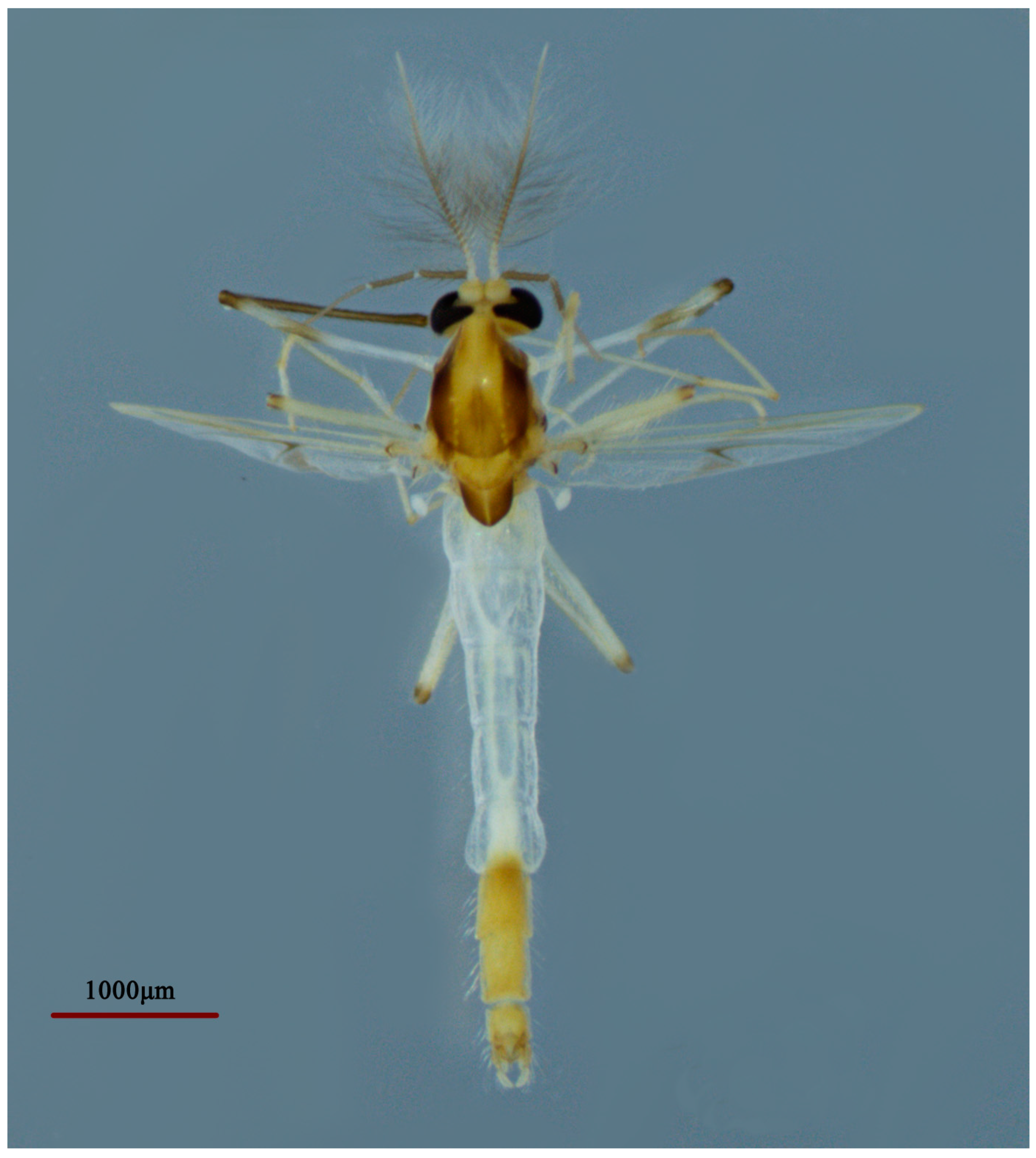 Insects 14 00227 g012 Insects 14 00227 g012