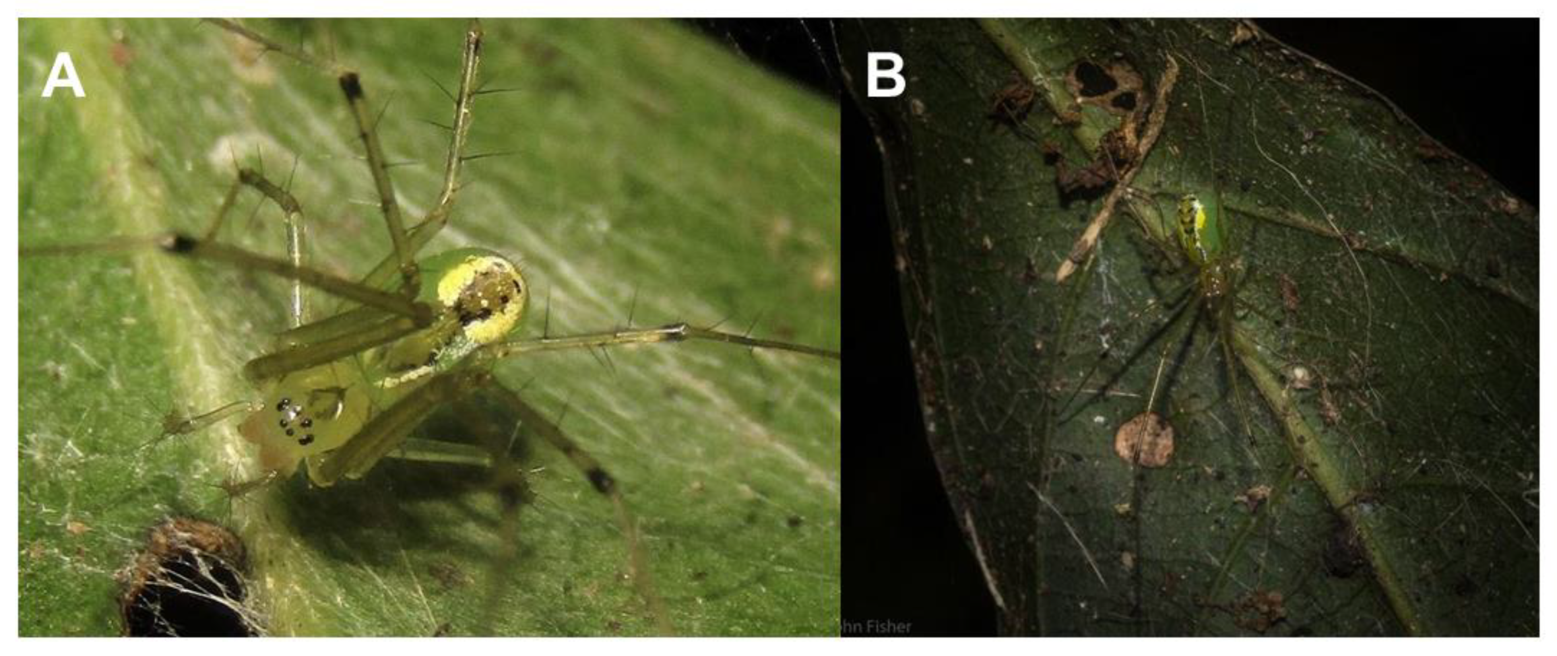 How Ultra-Sensitive Hearing Allows Spiders to Cast a Net on Unsuspecting  Prey, Science