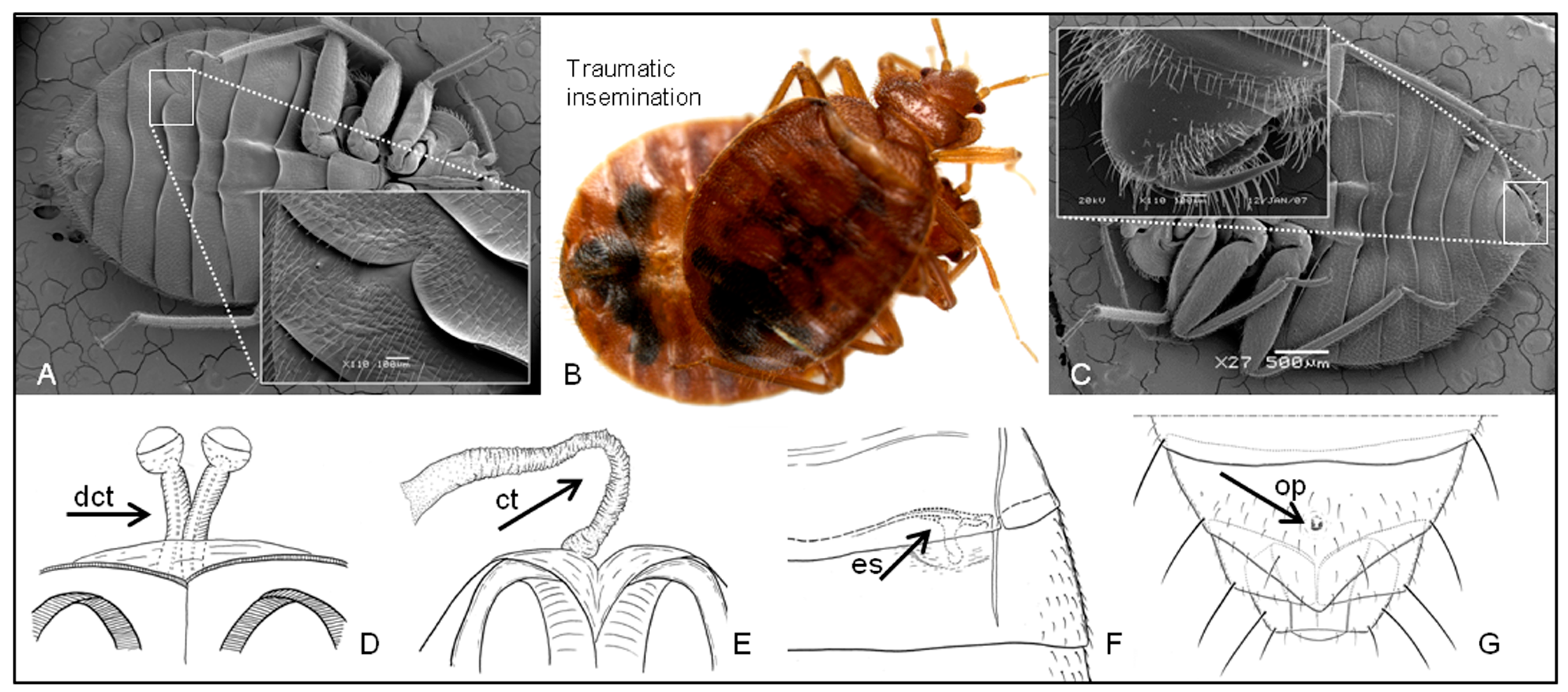 Insects 14 00267 g002 Insects 14 00267 g002