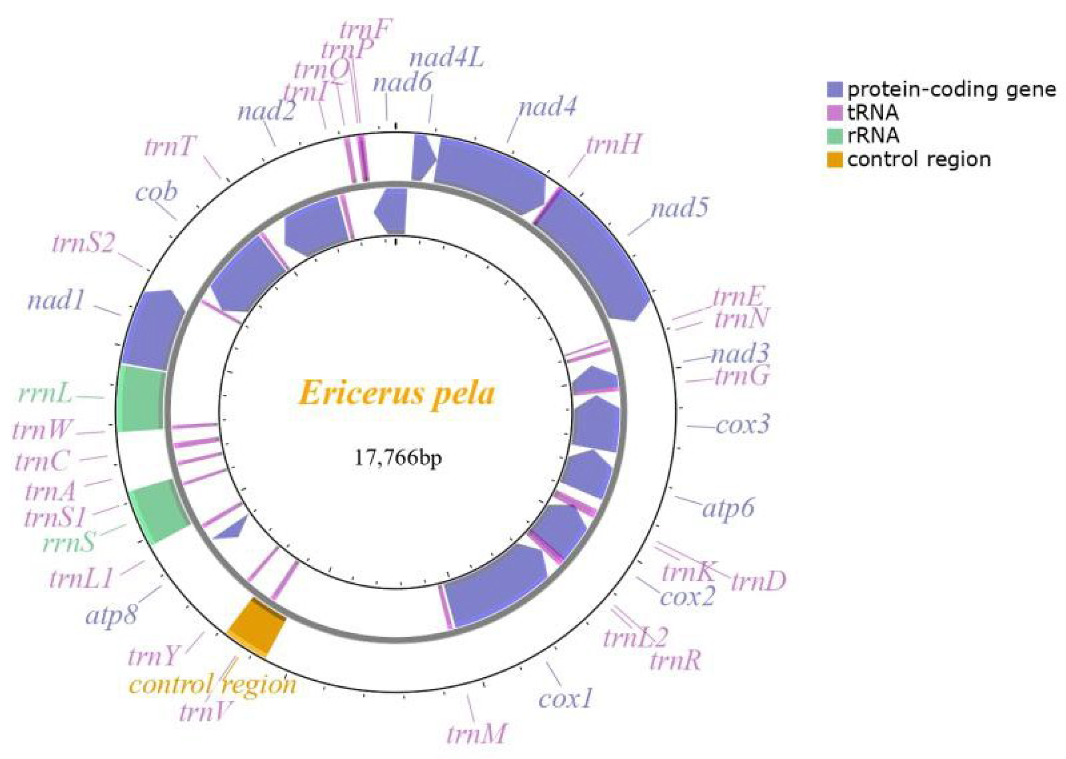The Complete Mitochondrial Genome - Insects 14 00290 G001