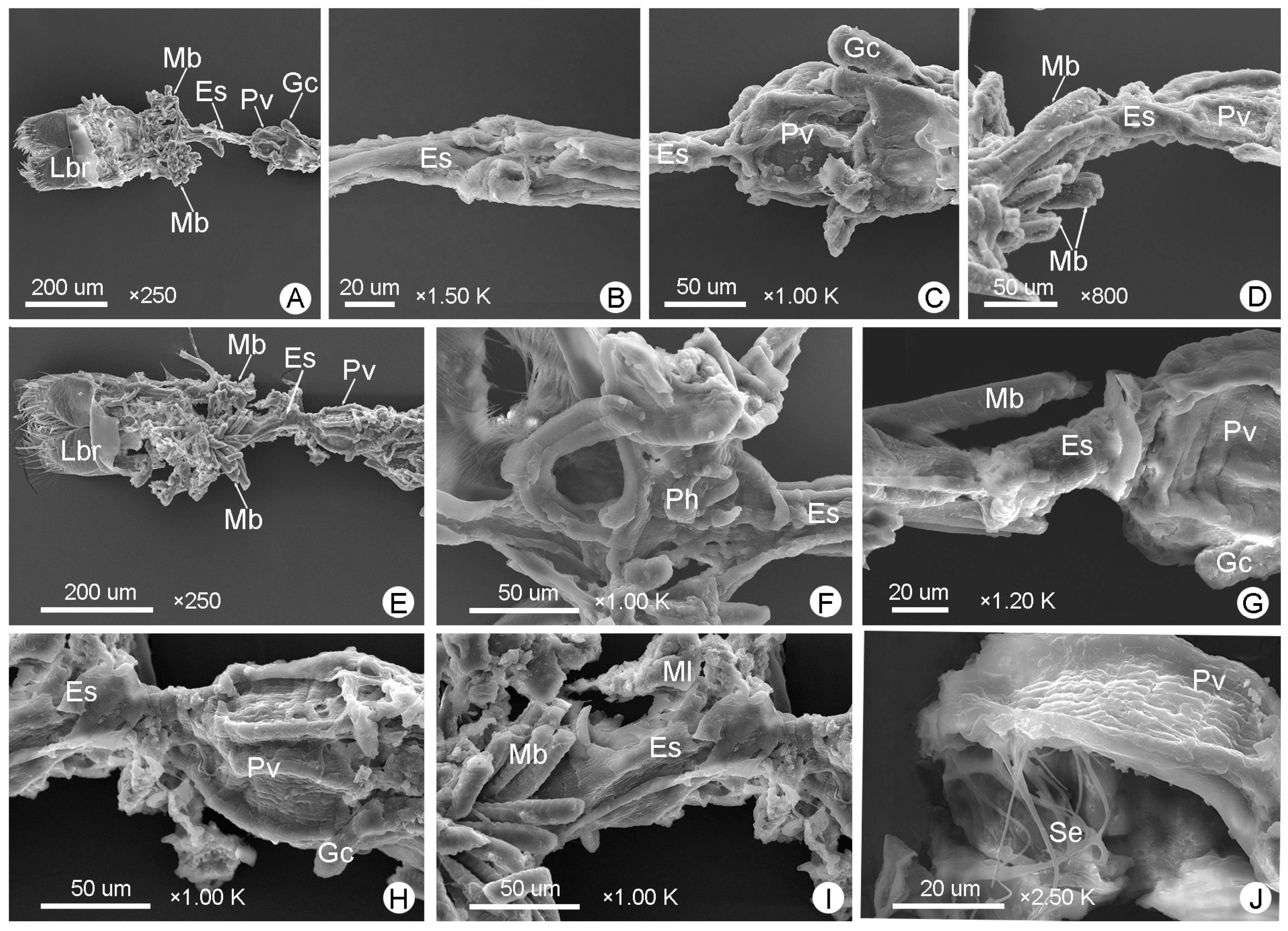 Insects 14 00298 g005 Insects 14 00298 g005