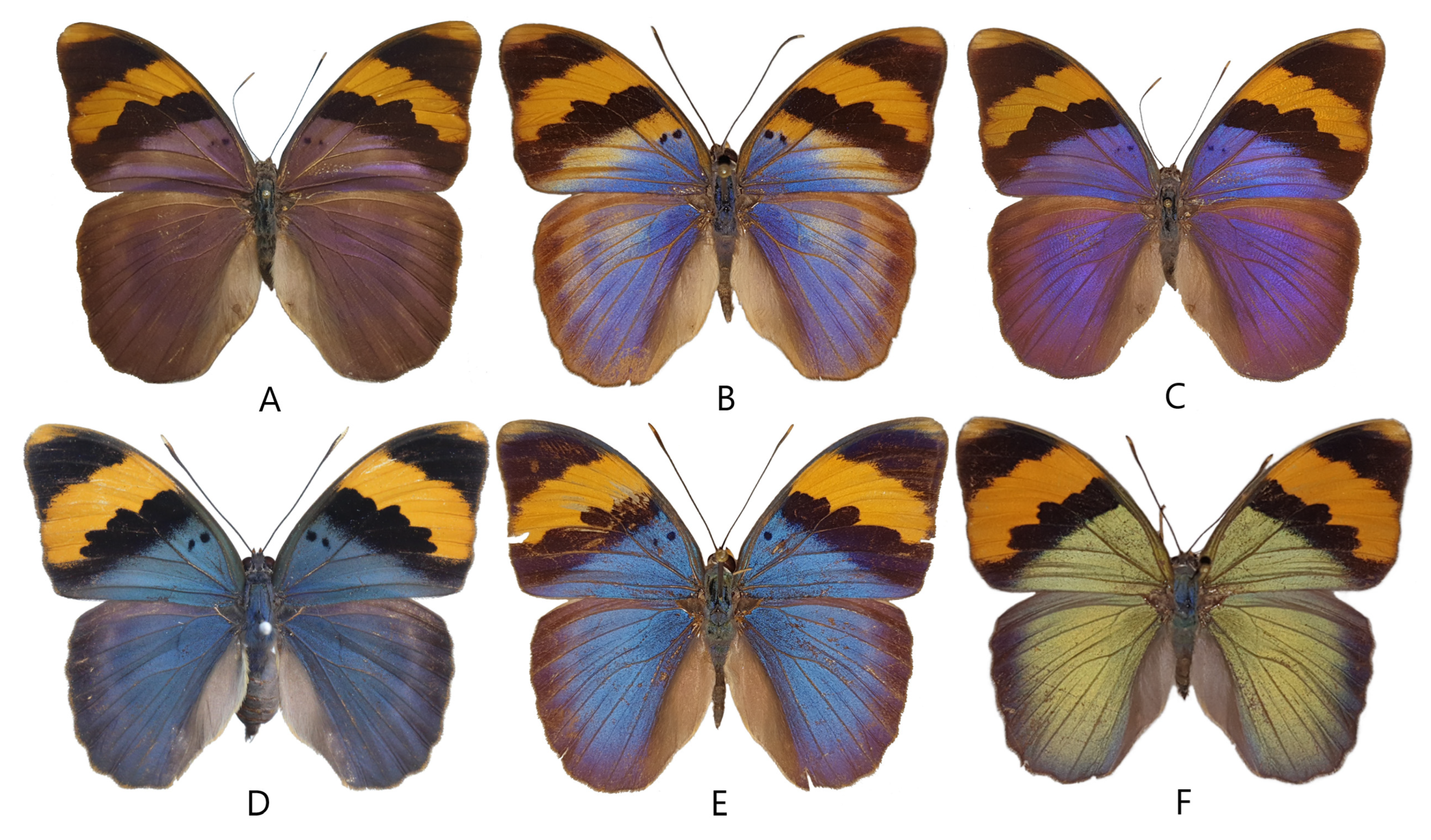 Insects 14 00303 g001