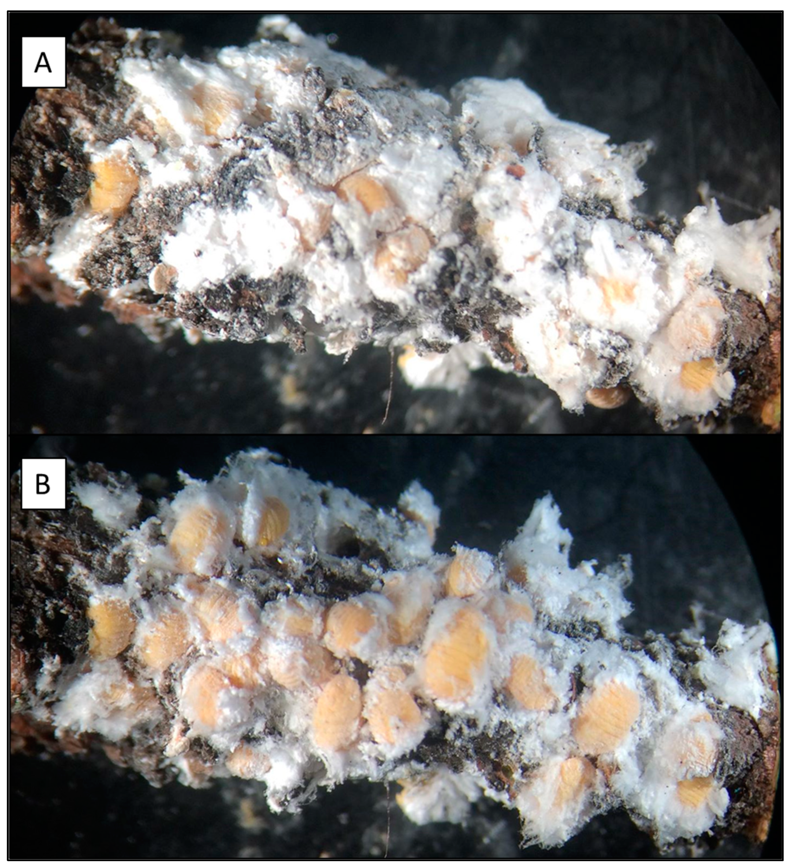 Insects 14 00305 g001